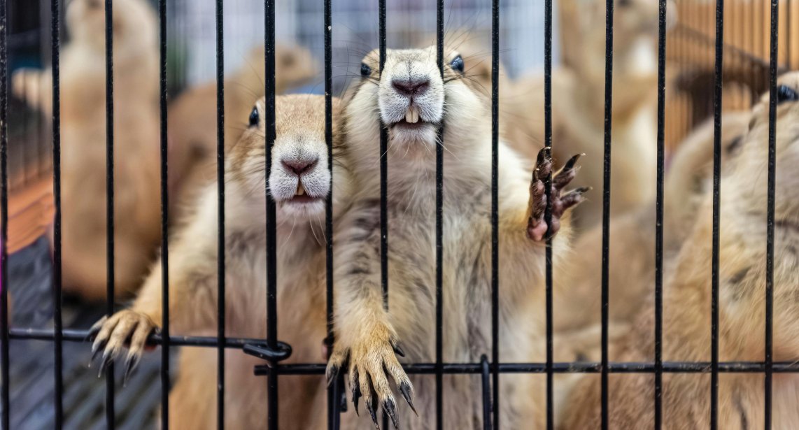 ¿Cuánto dura un minuto para un animal?