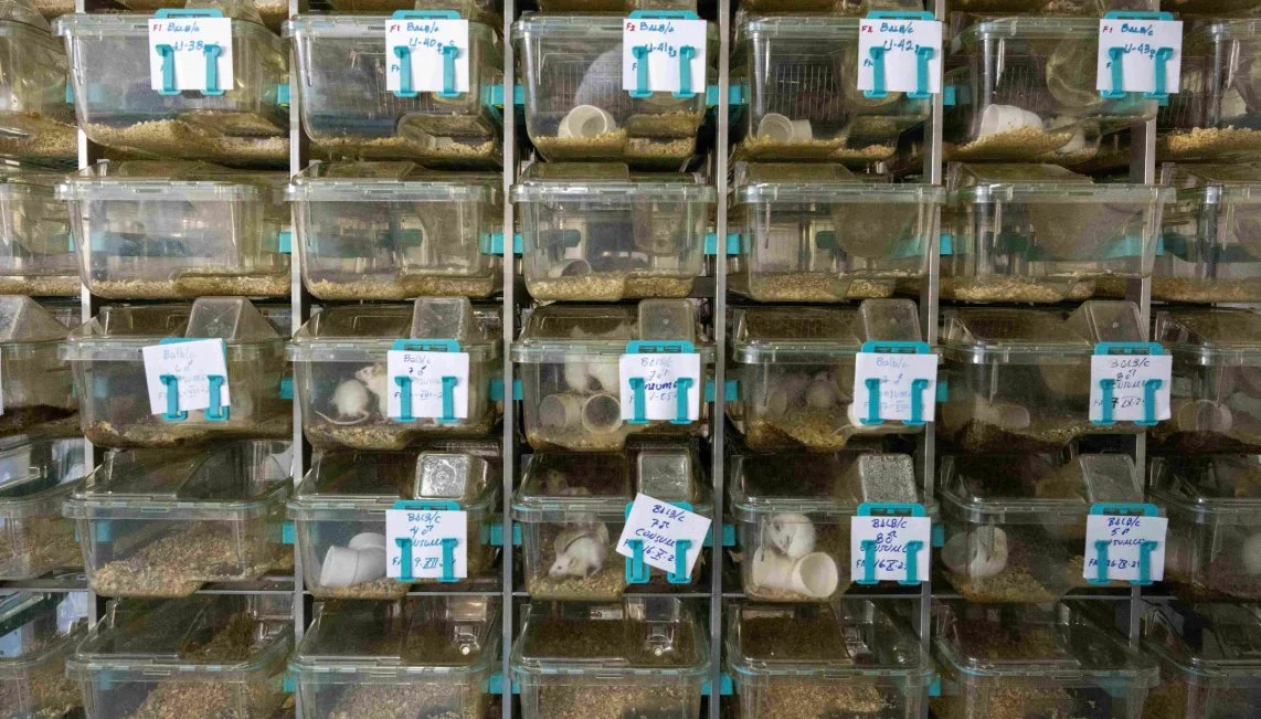 Nuestra teoría de cambio para salvar millones de animales
