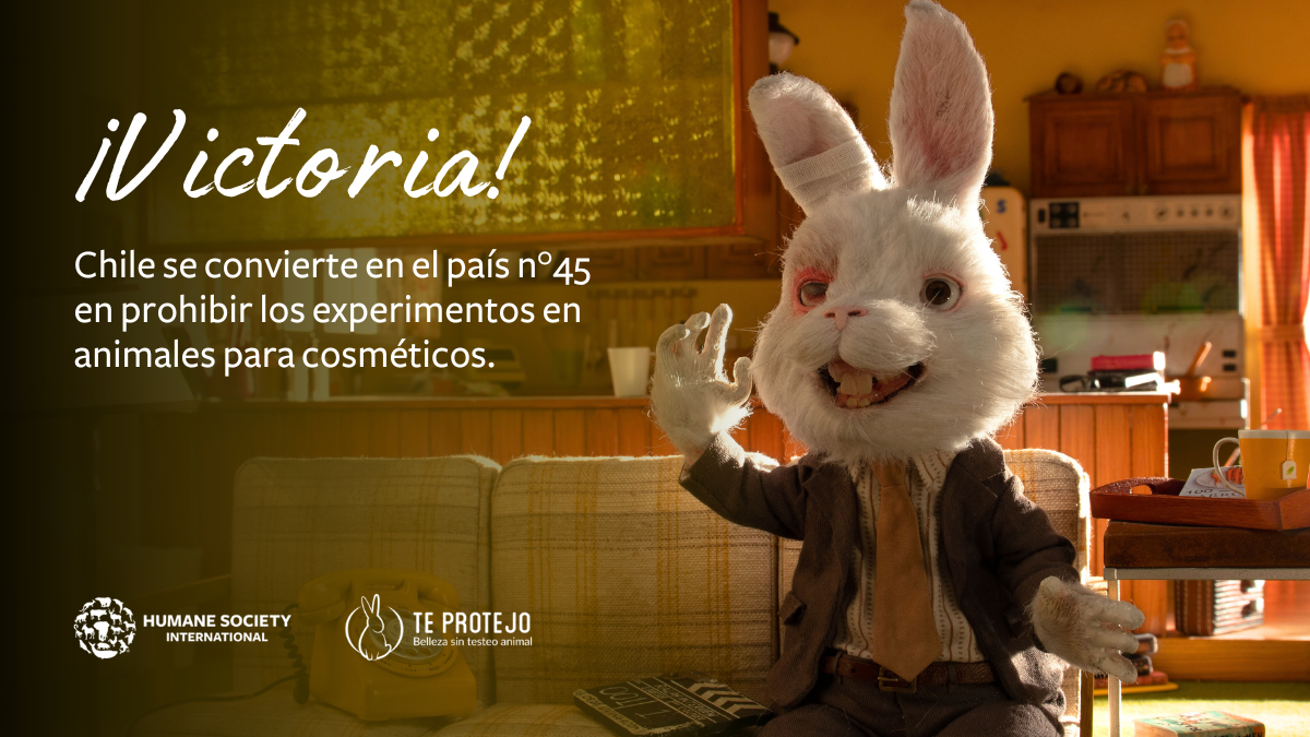Lo que debes saber sobre la ley que prohíbe las pruebas en&nbsp; animales para cosméticos en Chile