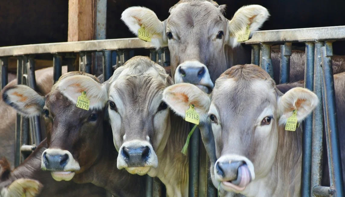 8M: Hablemos de patriarcado y explotación animal
