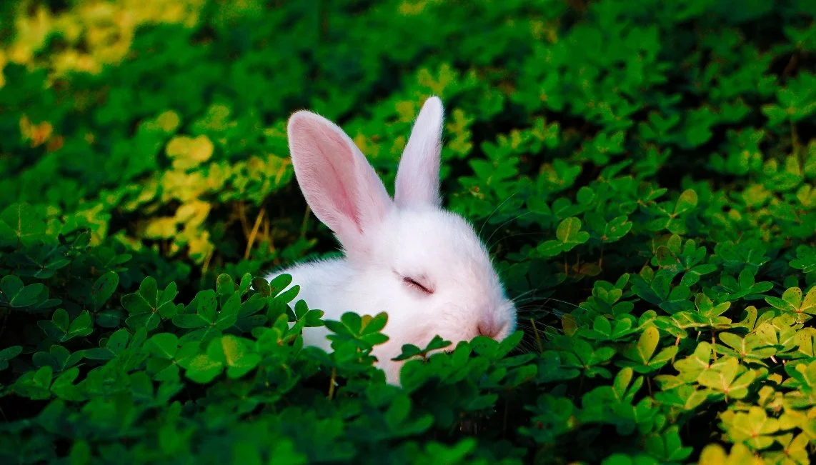 ¿La Regulación es compatible con la certificación cruelty free?