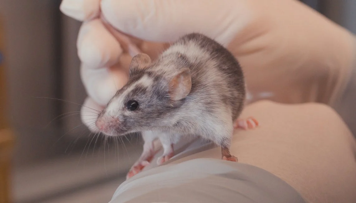 Métodos de reemplazo para pruebas cosméticas