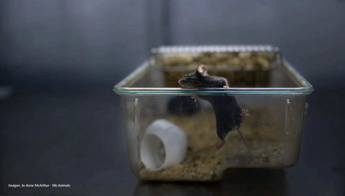 Animales de laboratorio y su ¿participación voluntaria? en experimentos
