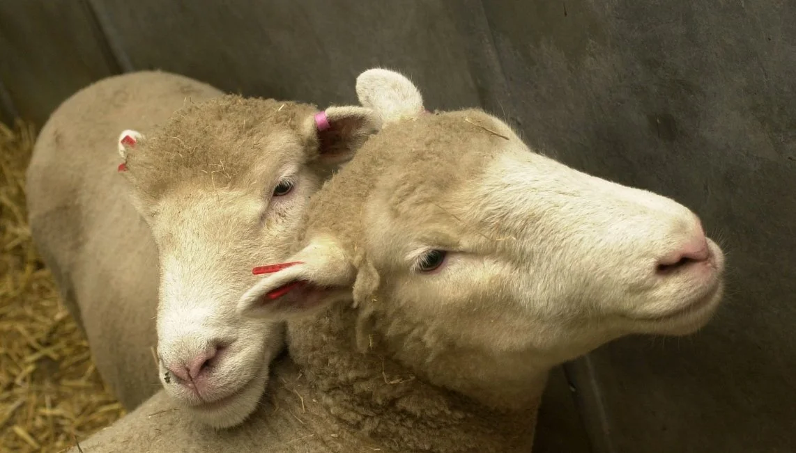 ¿Cuáles son los animales más usados para experimentación?
