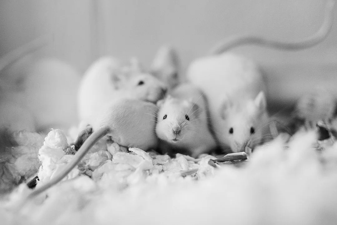 Te Protejo es electa para integrar el Comité de Bioética Animal en Chile