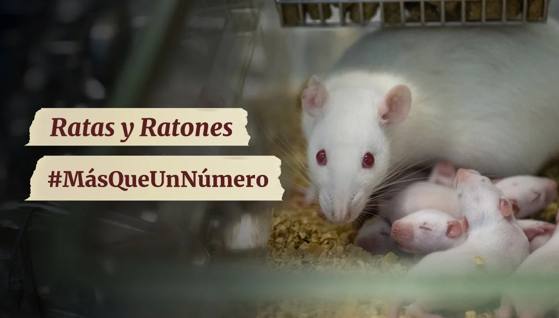 Ratas y ratones: más que un número