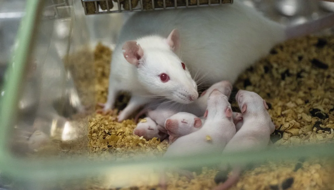 Maternidad en Ratas: ¿Cómo es en la realidad?