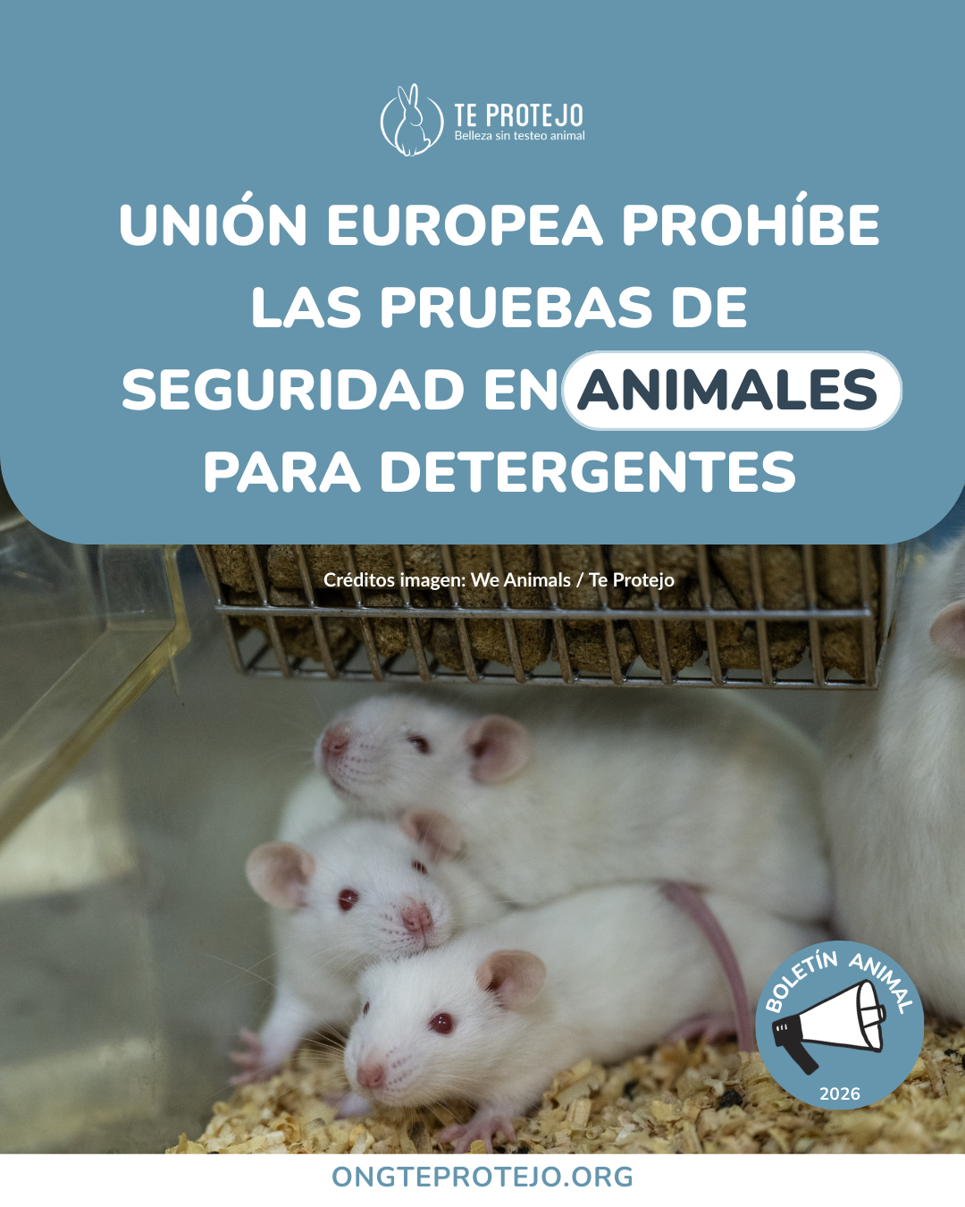 La Unión Europea prohíbe las pruebas en animales de detergentes: te contamos todos los detalles