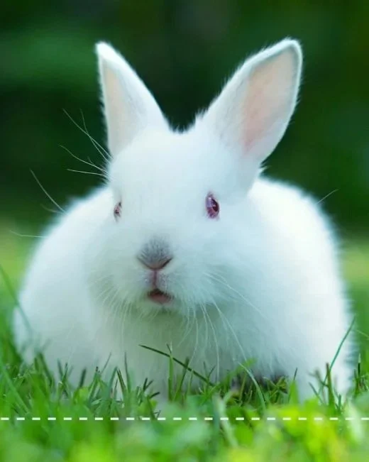 El camino para que las pruebas de cosméticos en animales se prohibiera en Chile