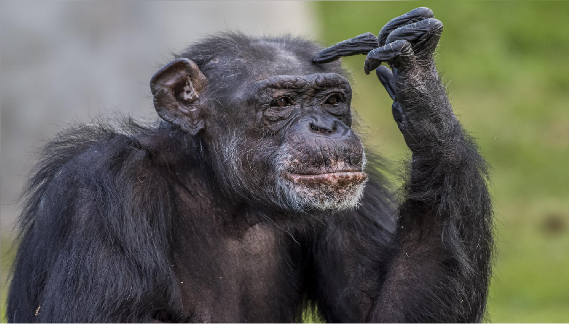 ¿Los animales tienen conciencia?