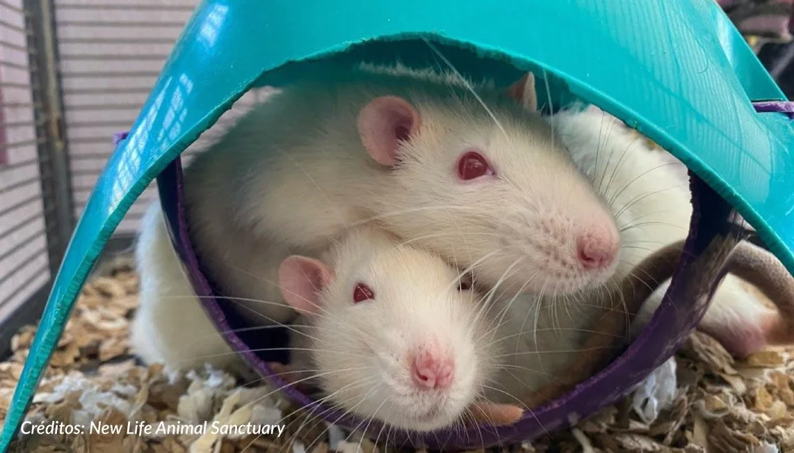 Conoce los santuarios dedicados a animales de experimentación