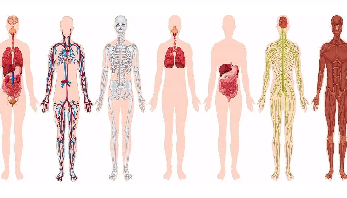 Experimentación con humanos: ¿Existe? ¿cómo funciona?