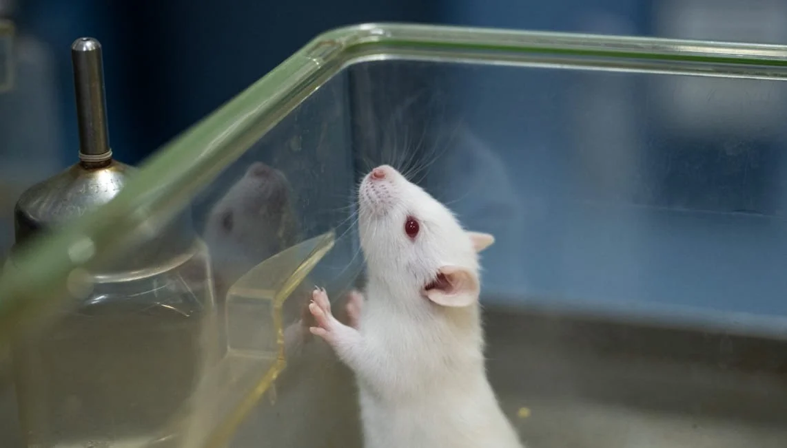 Historia de las ratas