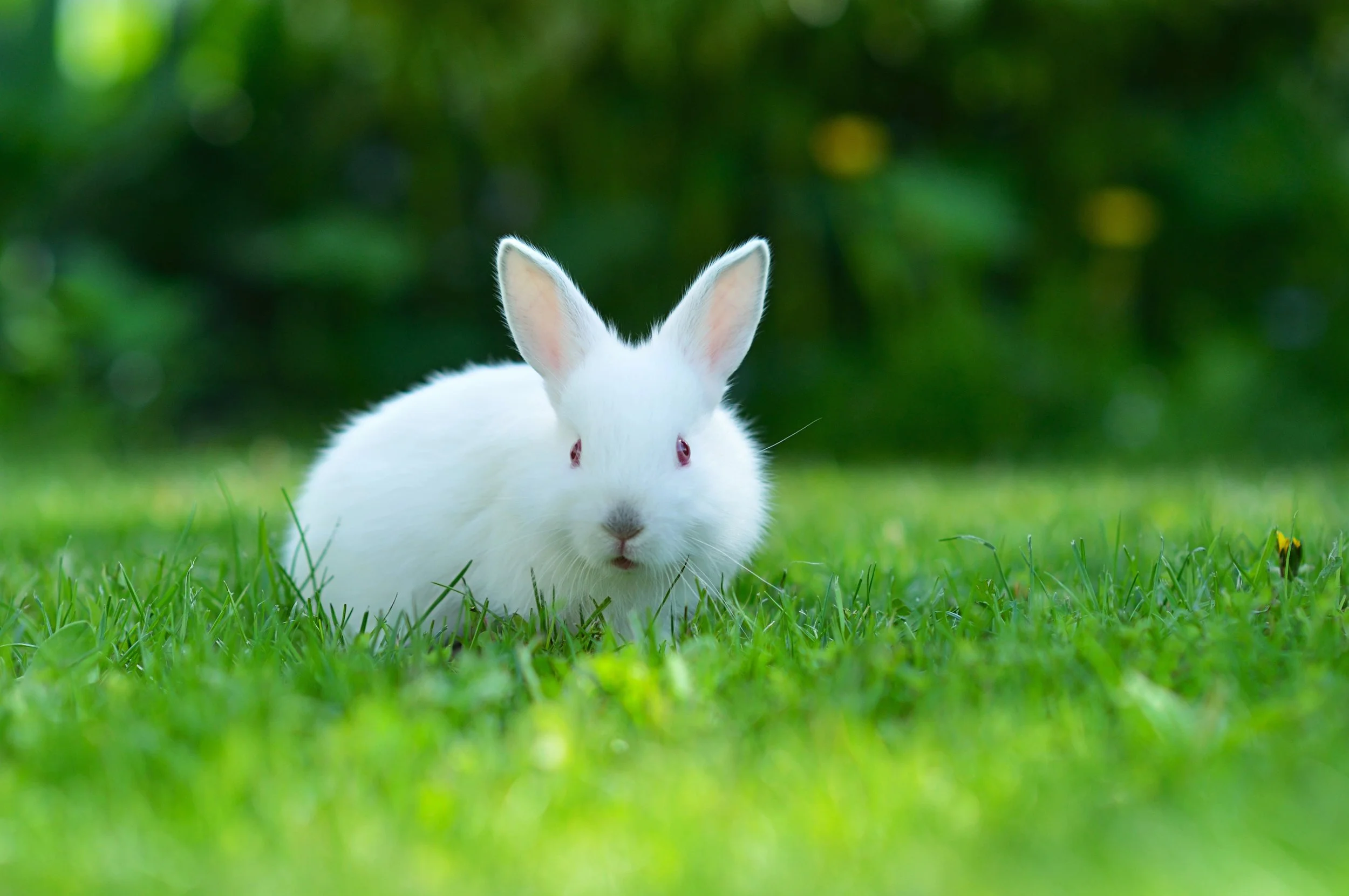 Argentina busca prohibir definitivamente las pruebas de cosméticos en animales