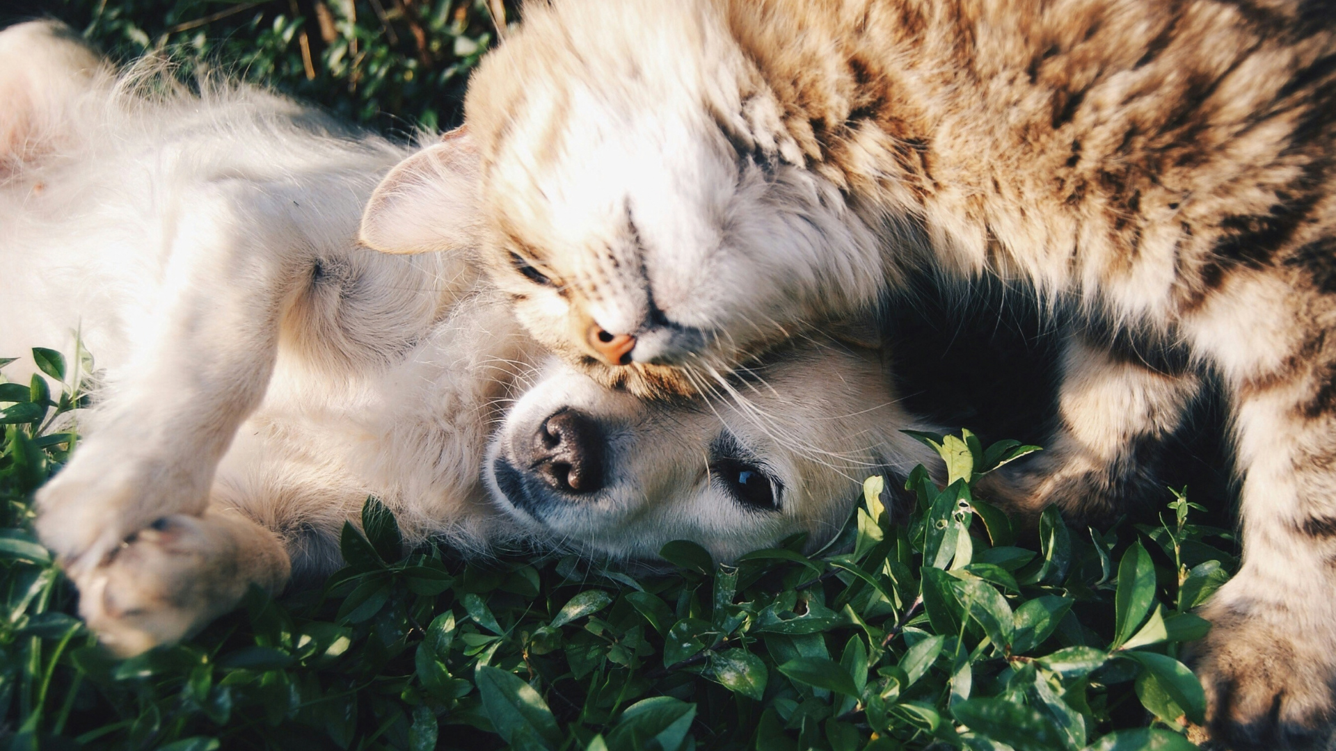 ¿Podemos hacer un duelo por un animal que nunca conocimos?