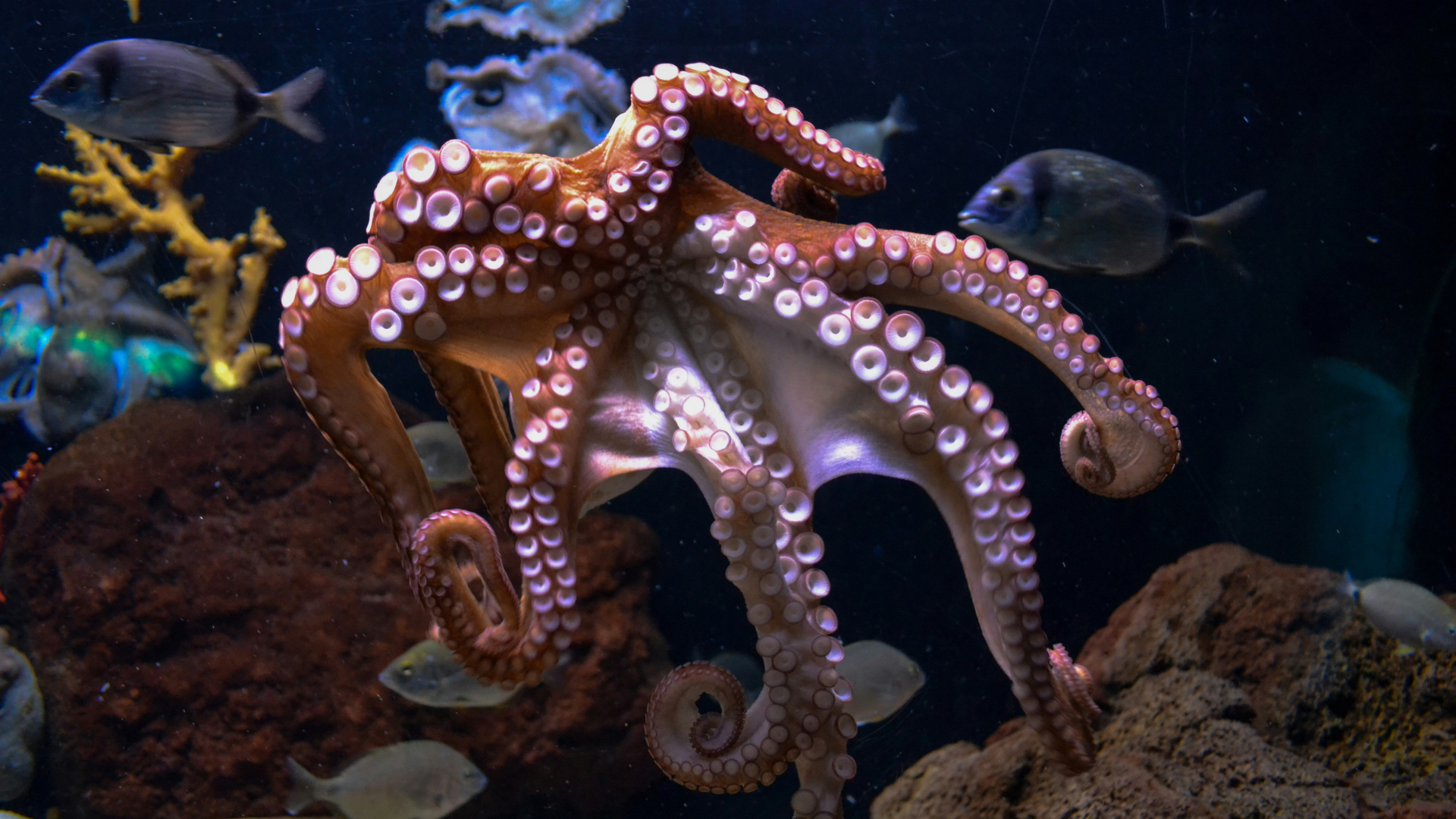 Día Internacional del Pulpo