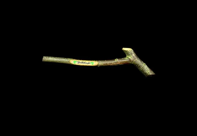 shillelagh.jpg