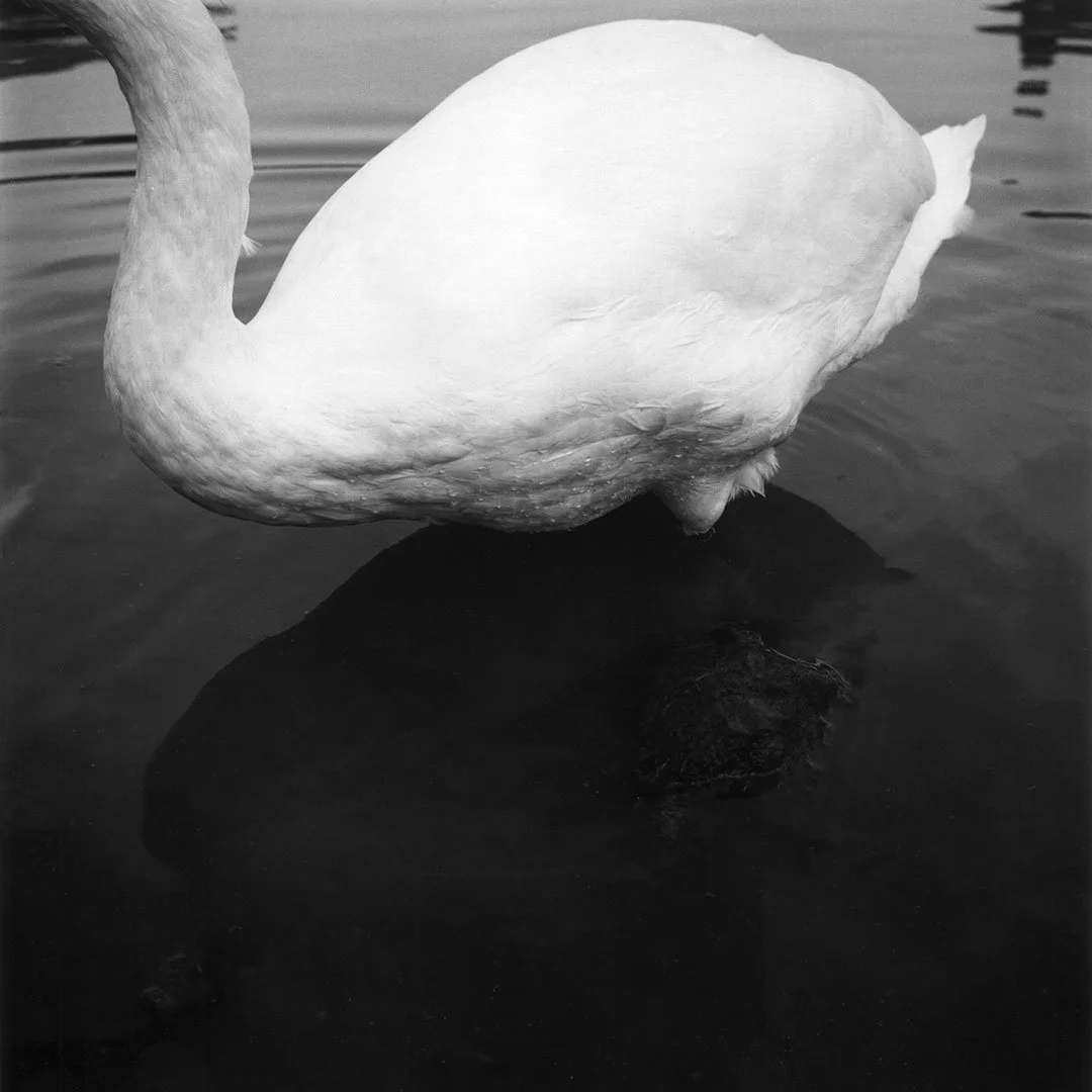 swan2.jpg