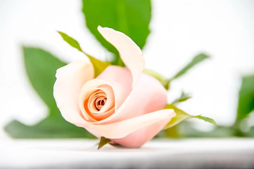 A single pale pink rose with green leaves on a white surface and background.
