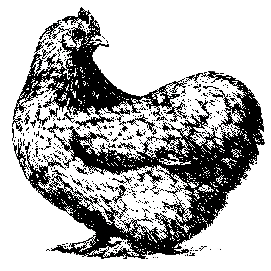 Black and white illustration of a hen with detailed feather patterns, standing against a black background.