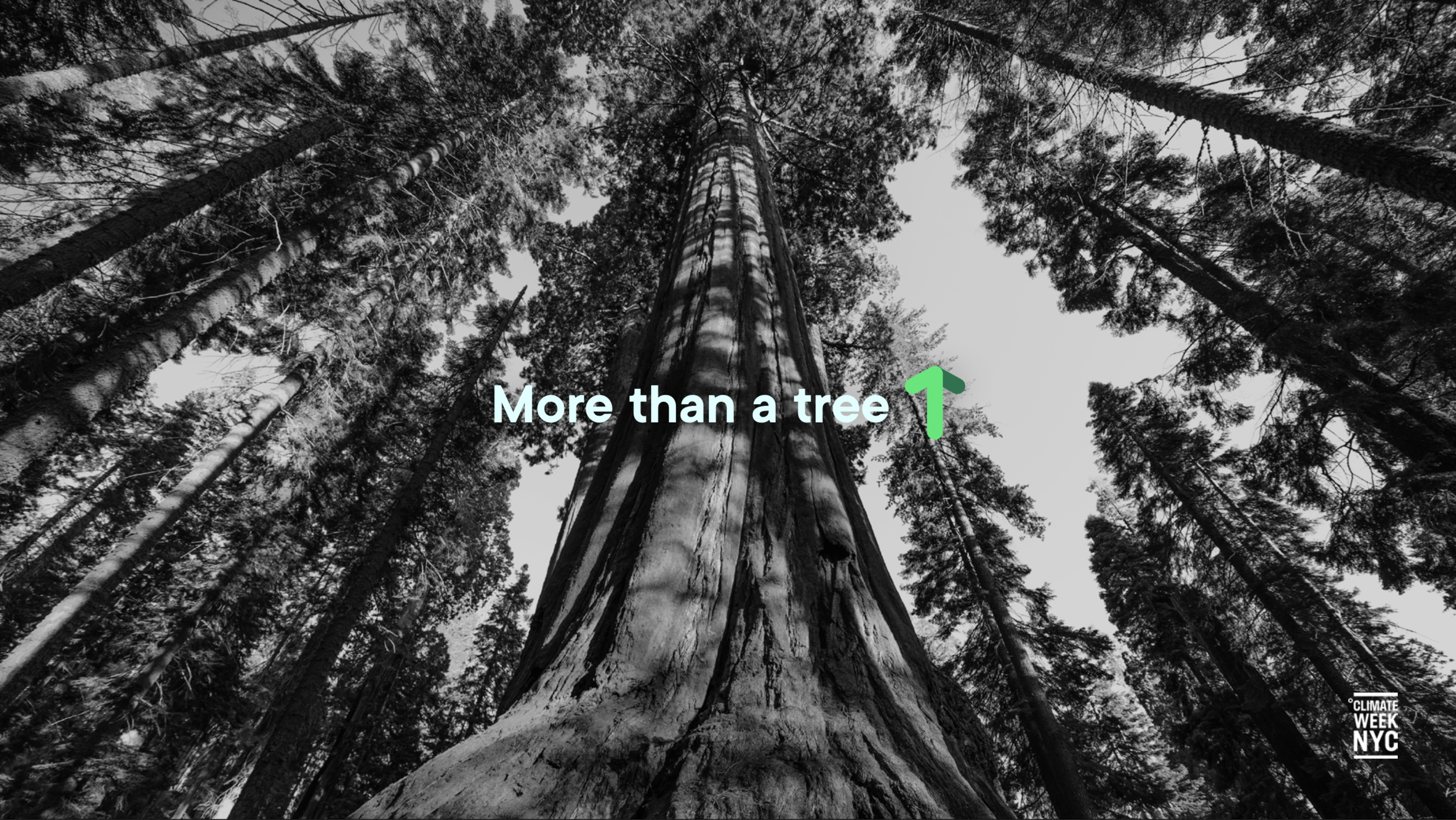 More than a tree