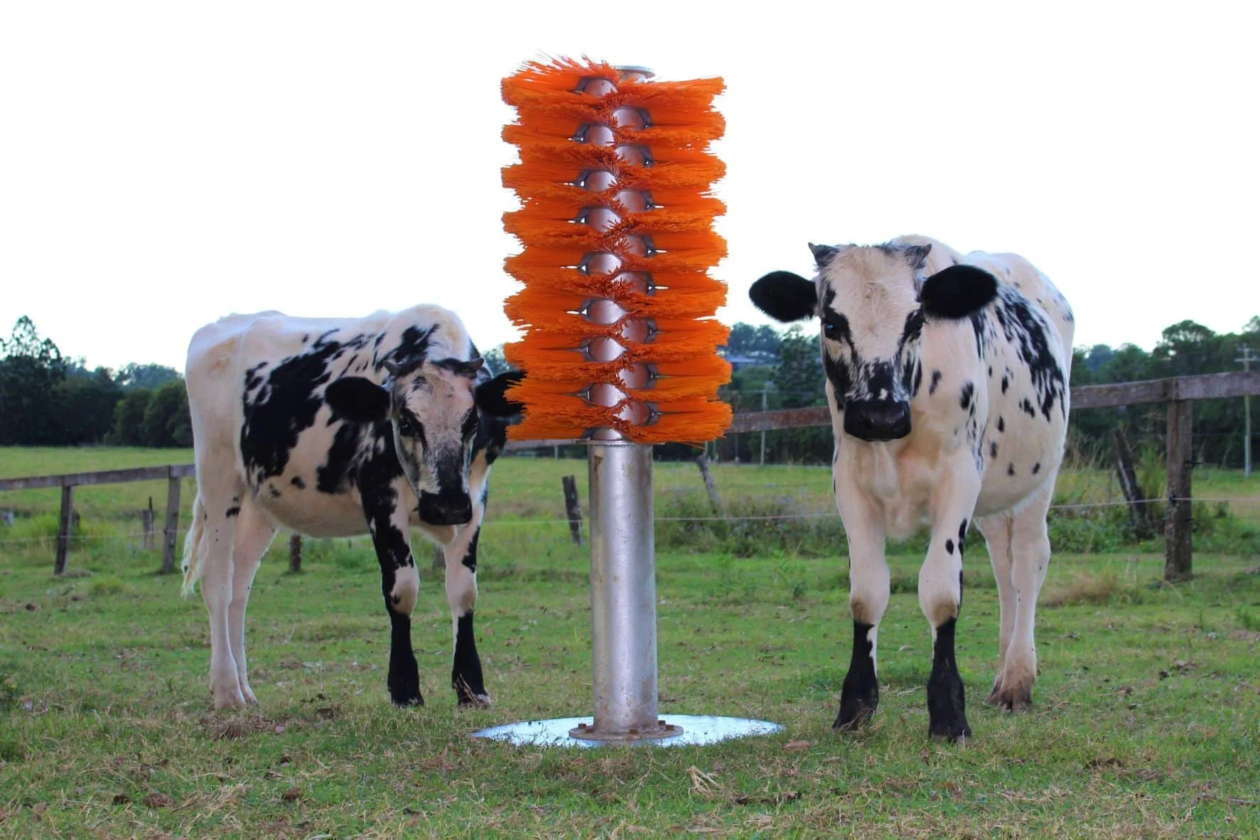 Two black and white Holstein cows standing on grass in a pasture, with a large, orange, rotating brush cattle grooming device in the center.