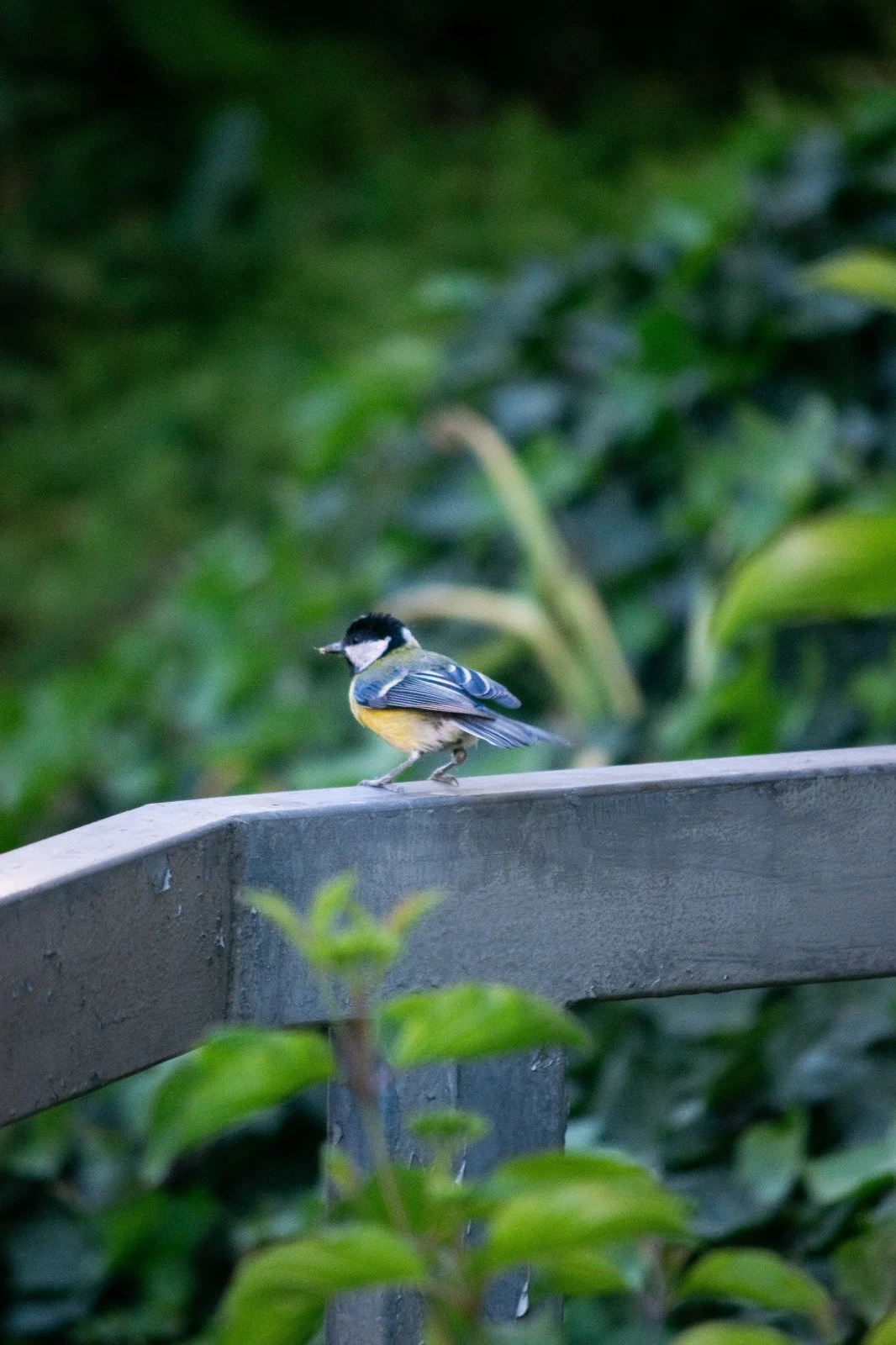On the branch/ Auf dem Ast (2023)