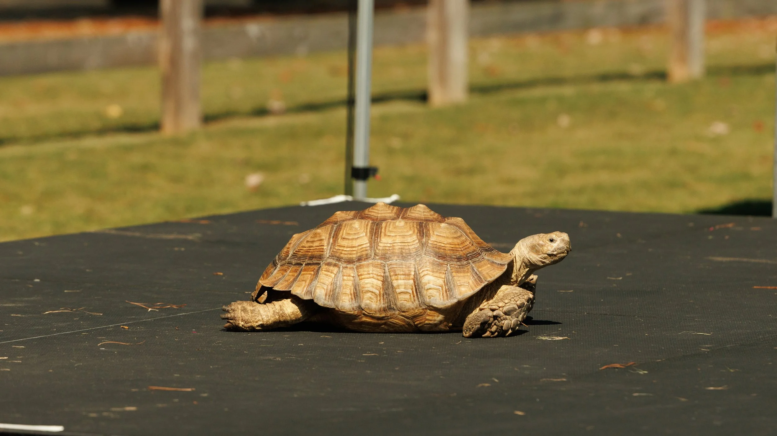 A tortoise with a large, patterned shell and a small head, walking on a black surface outdoors with blurred trees and a fence in the background.
