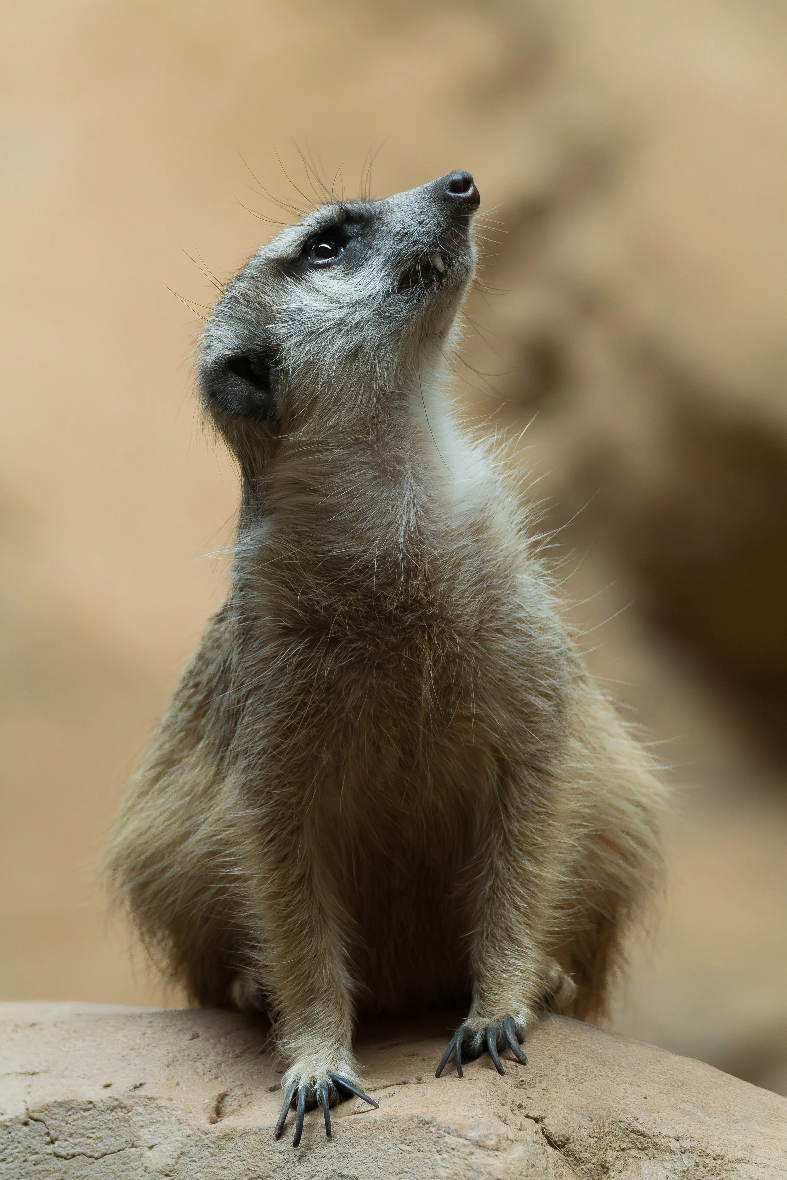 Imagens de um furão de pé, olhando para cima, com fundo desfocado.