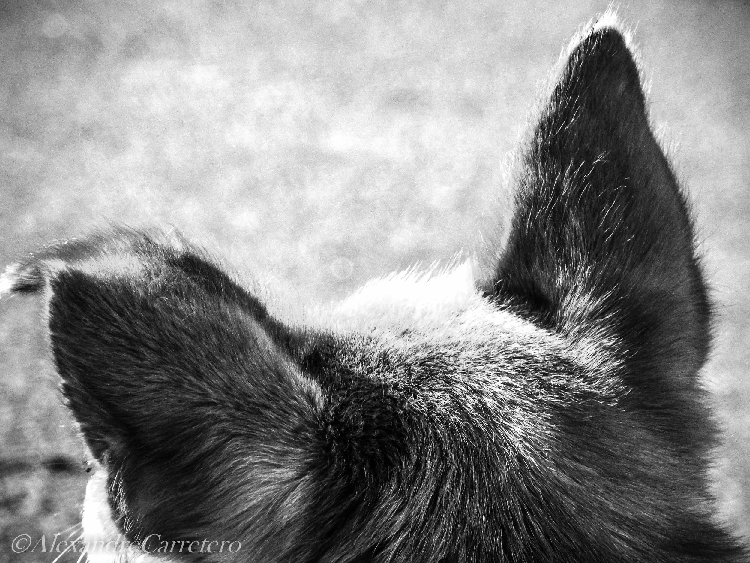 Close-up de duas orelhas de um cachorro de pelo curto, em preto e branco.