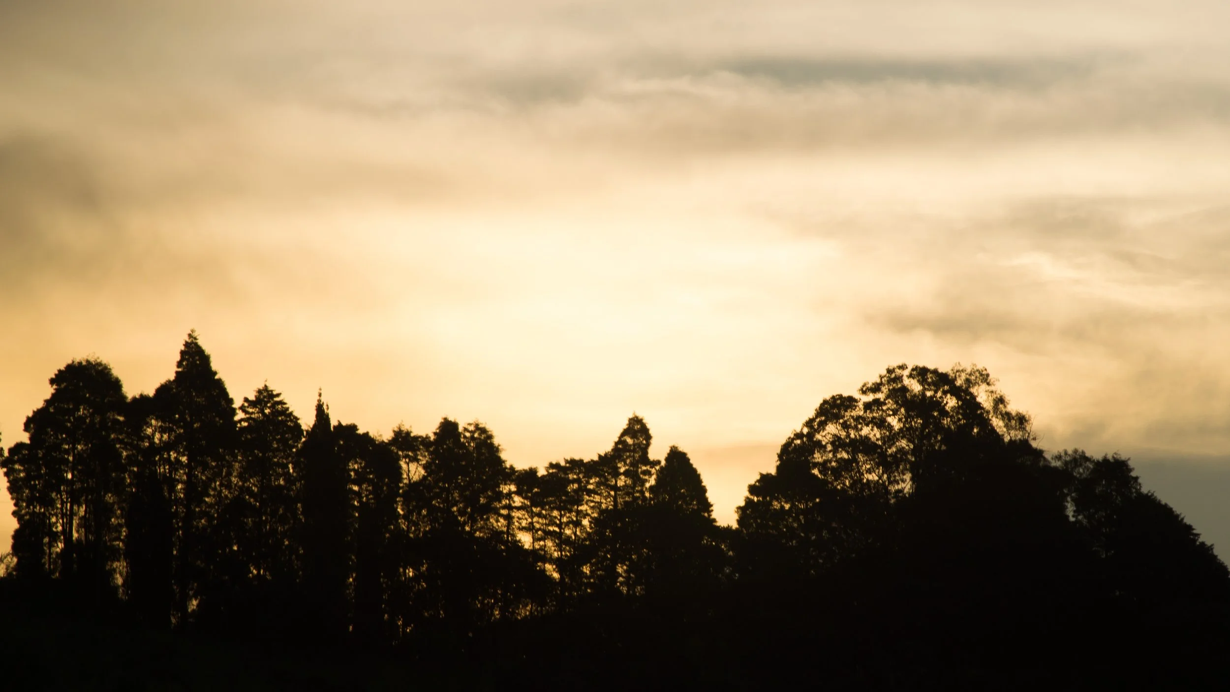 Silhueta de árvores contra um céu com nuvens ao entardecer ou amanhecer