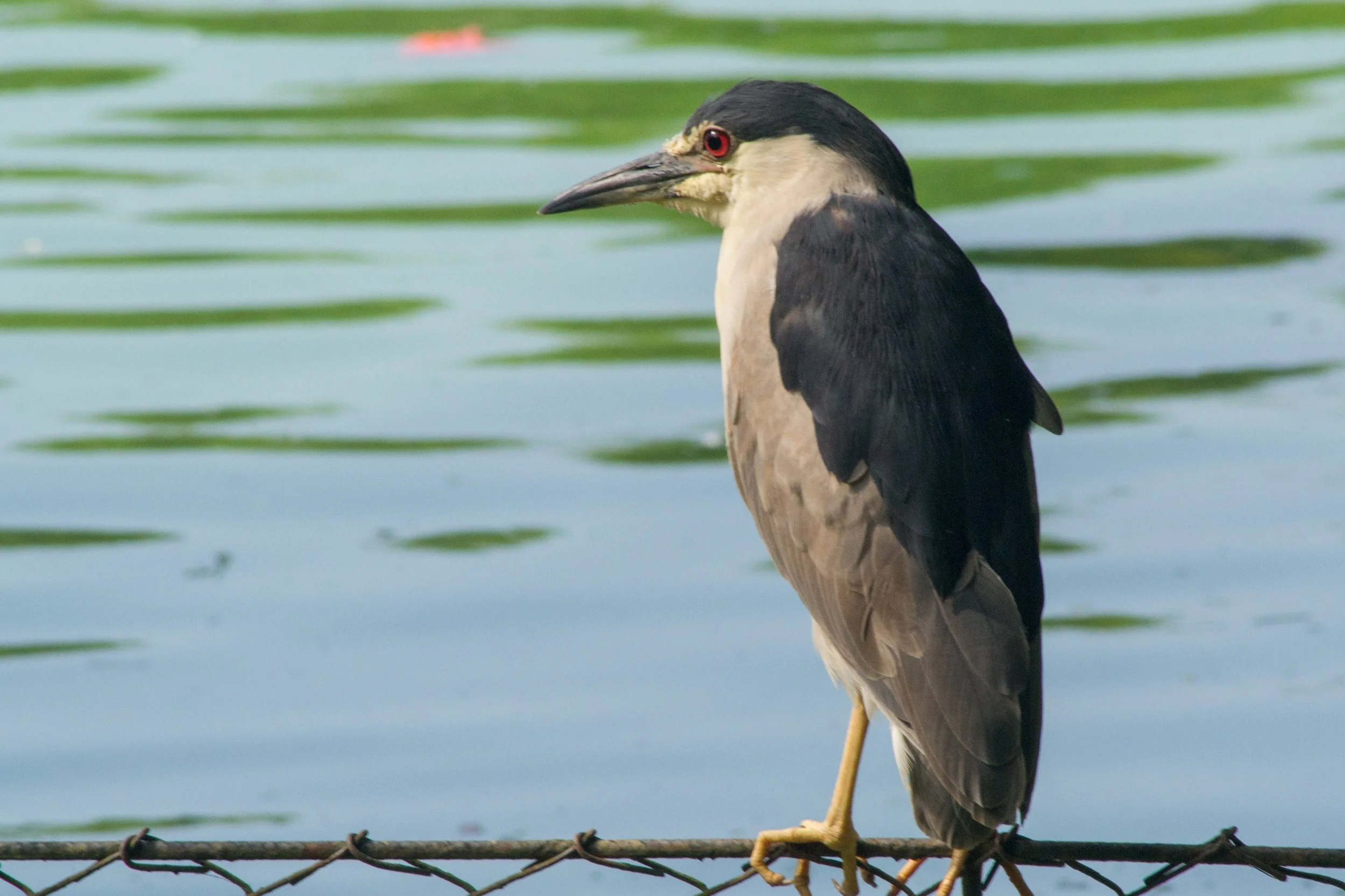 Garça de Pé sobre uma cerca perto da água