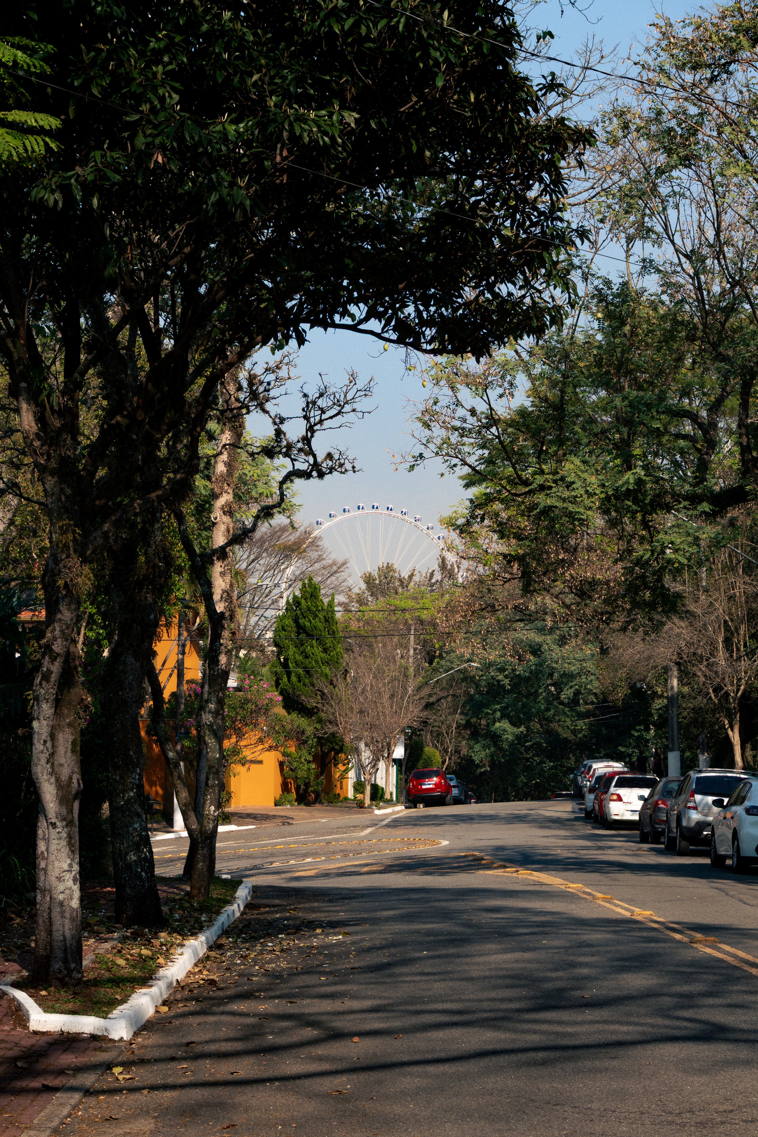 Rua arborizada com carros estacionados, árvores de galhos nus e folhas verdes, montanha-russa visível ao fundo sob céu claro.