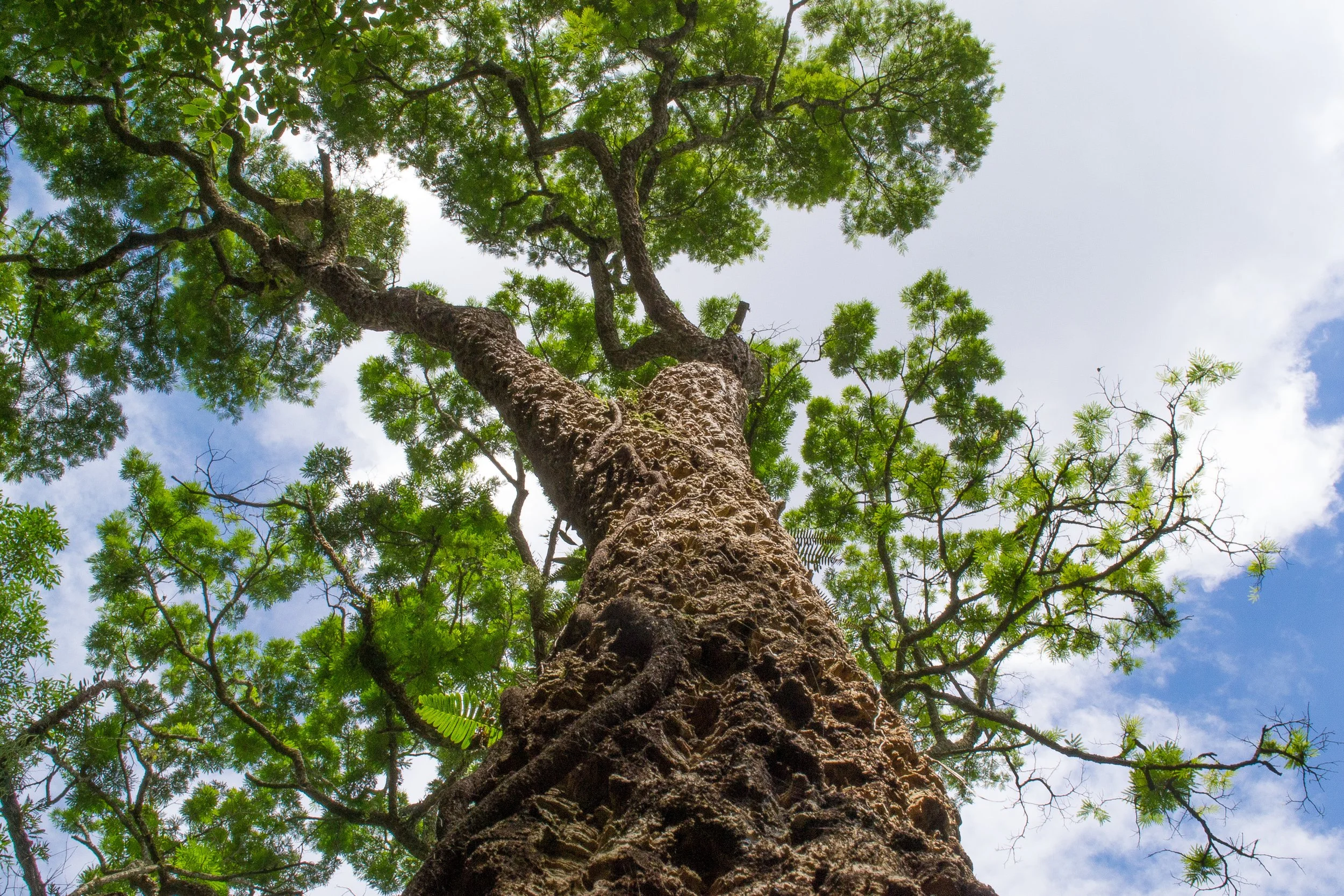 Vista vertiginosa de uma árvore com tronco grosso e folhas verdes sob céu parcialmente nublado.