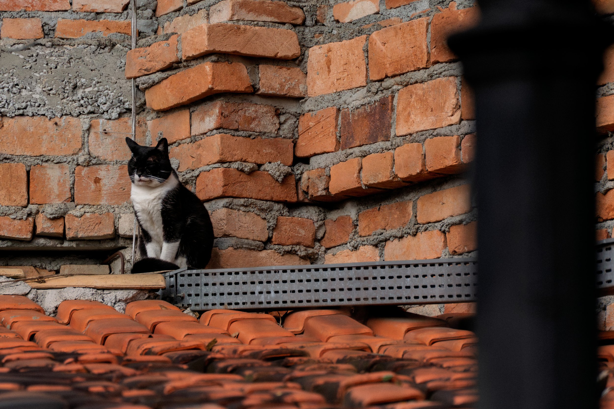Gato preto e branco sentado em uma varanda com telhas de barro e parede de tijolos expostos.