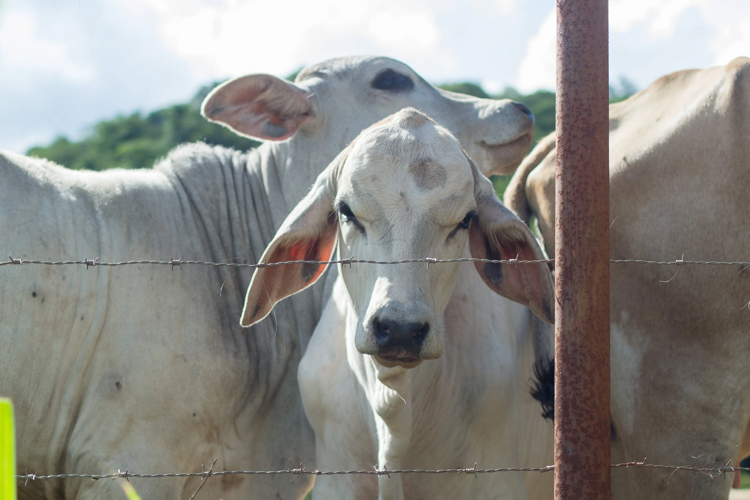 Três vacas brancas atrás de uma cerca de arame em um campo ao ar livre com céu nublado.