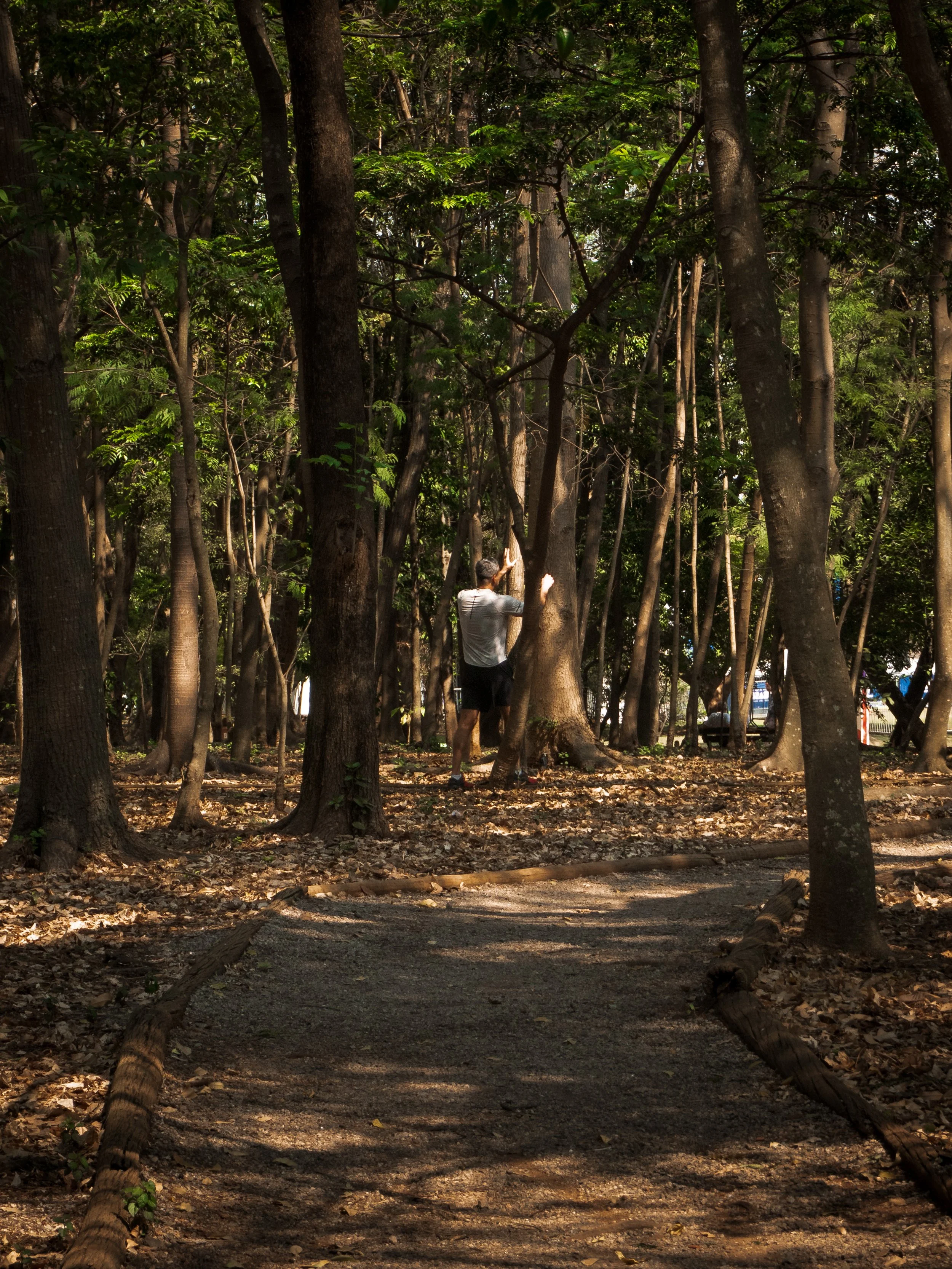 Pessoa caminhando por uma trilha na floresta com árvores altas e foliagem densa ao redor.