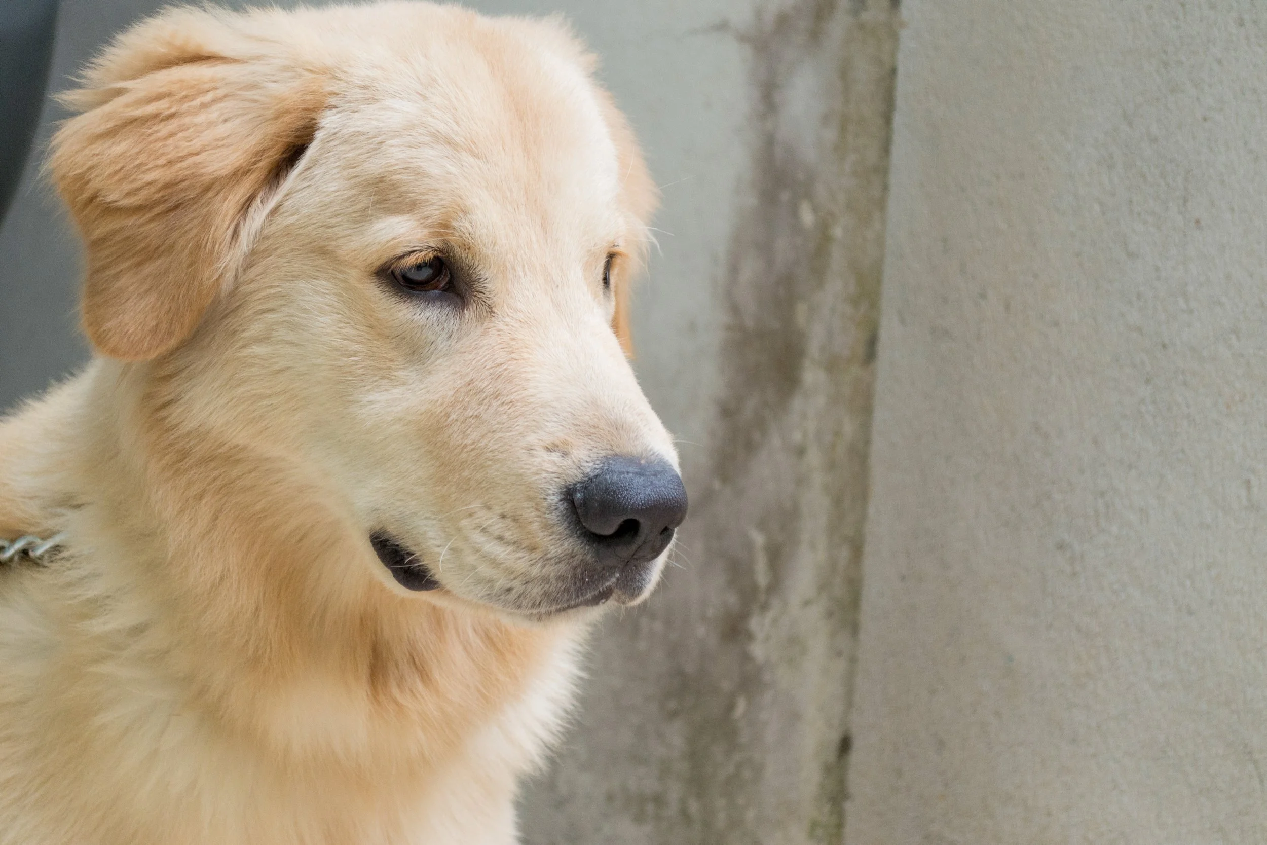Cachorro de pelagem clara, orelhas dobradas, olhando para a esquerda, ao lado de uma parede de cimento.