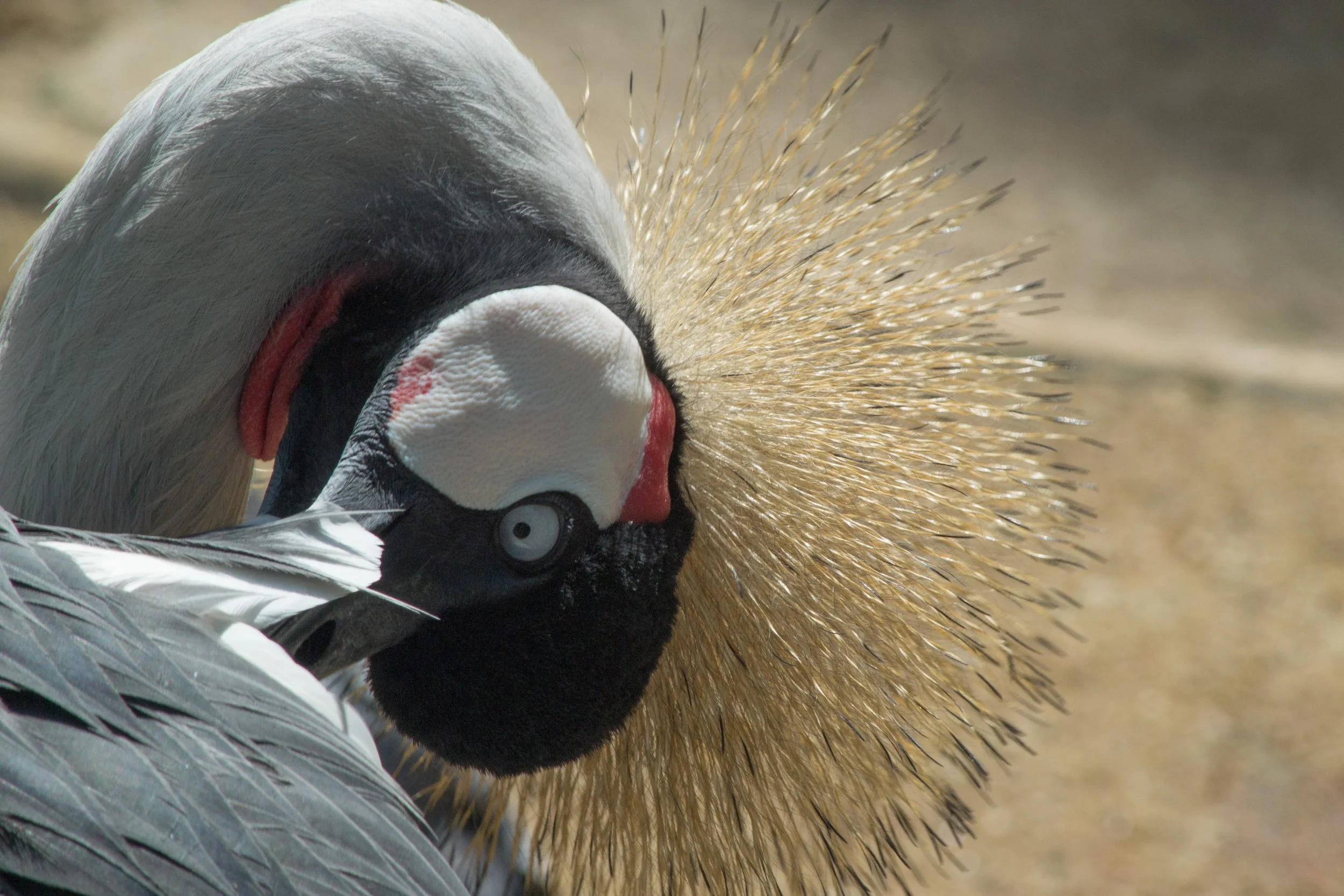 Gravação de um pinguim com cabeça inclinada e bico apontando para baixo, com uma coluna de penas douradas na cabeça, pelo contra, detalhes de penas cinzentas e pretas no corpo, sob fundo de terra.
