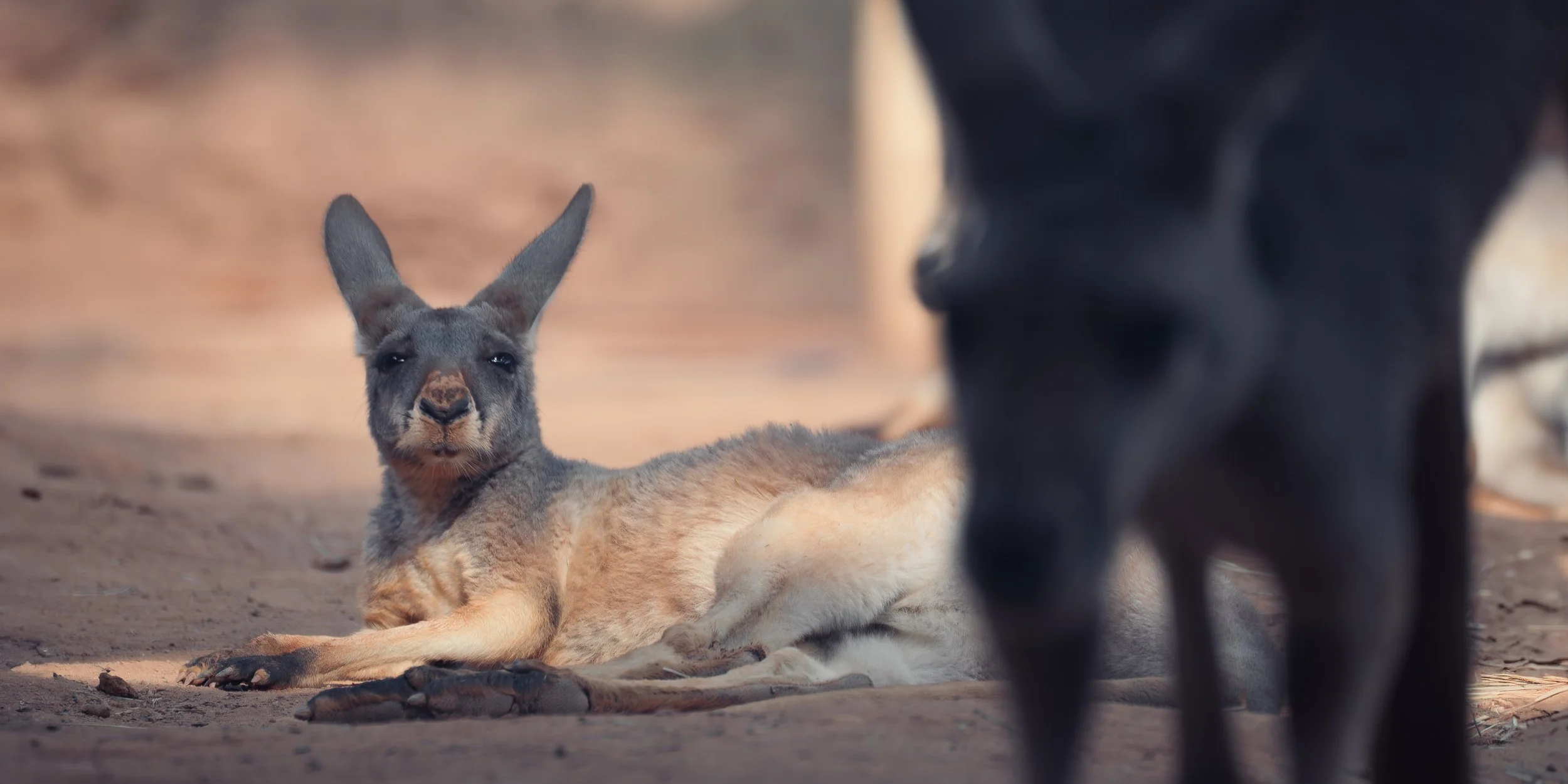 Imagem de um canguru deitado no solo, olhando para a câmera, com outro animal parcialmente visível ao lado direito.