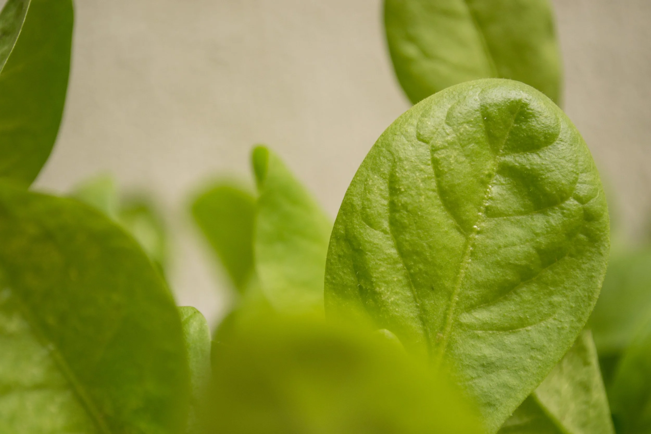 Folhas verdes de uma planta com destaque para uma folha em primeiro plano, detalhes de sua textura e veias.