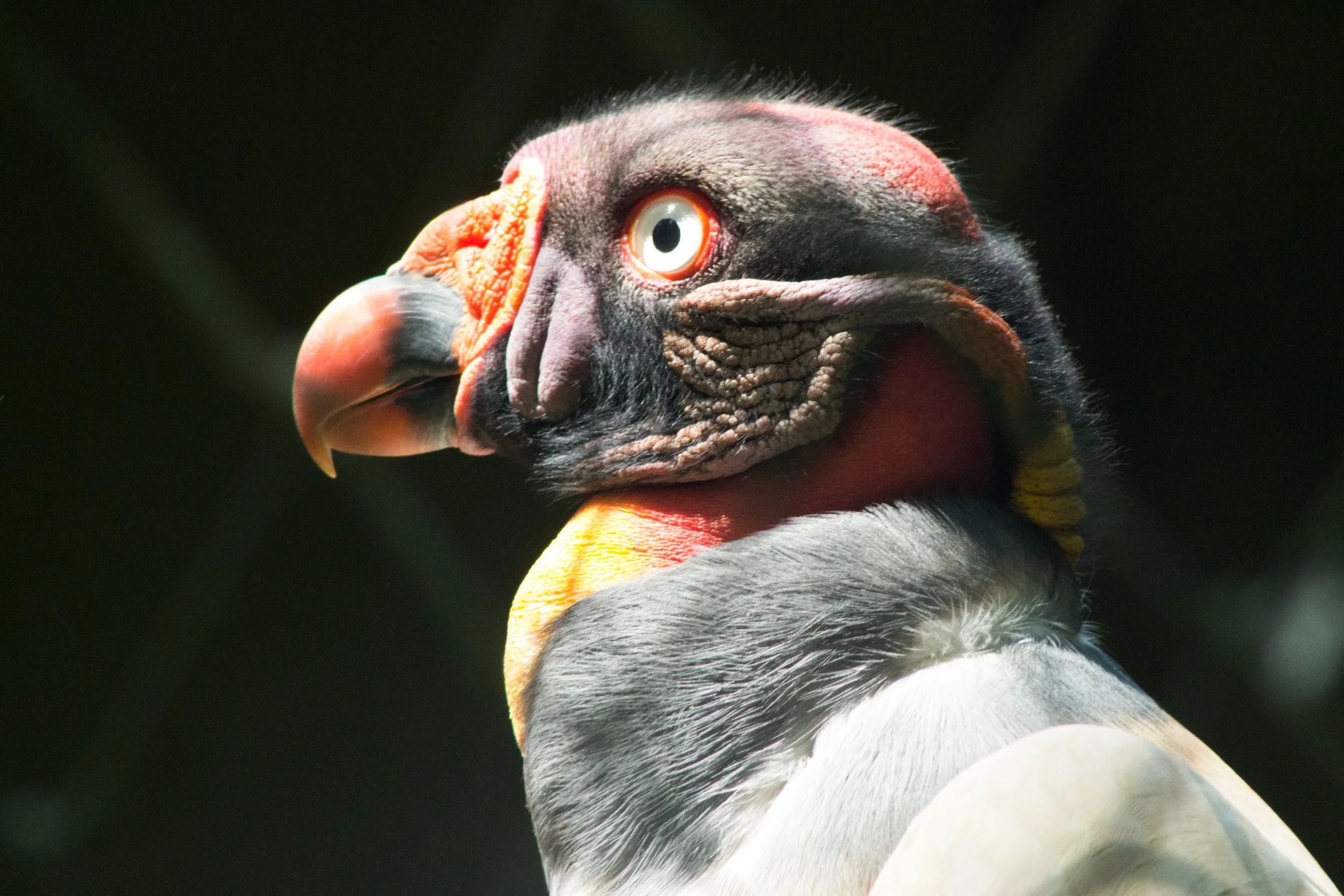 Primeiro plano de uma ave grande, com bico longo e curvado, rosto com texturas em tons de vermelho e preto, com olhos claros, contra fundo escuro.