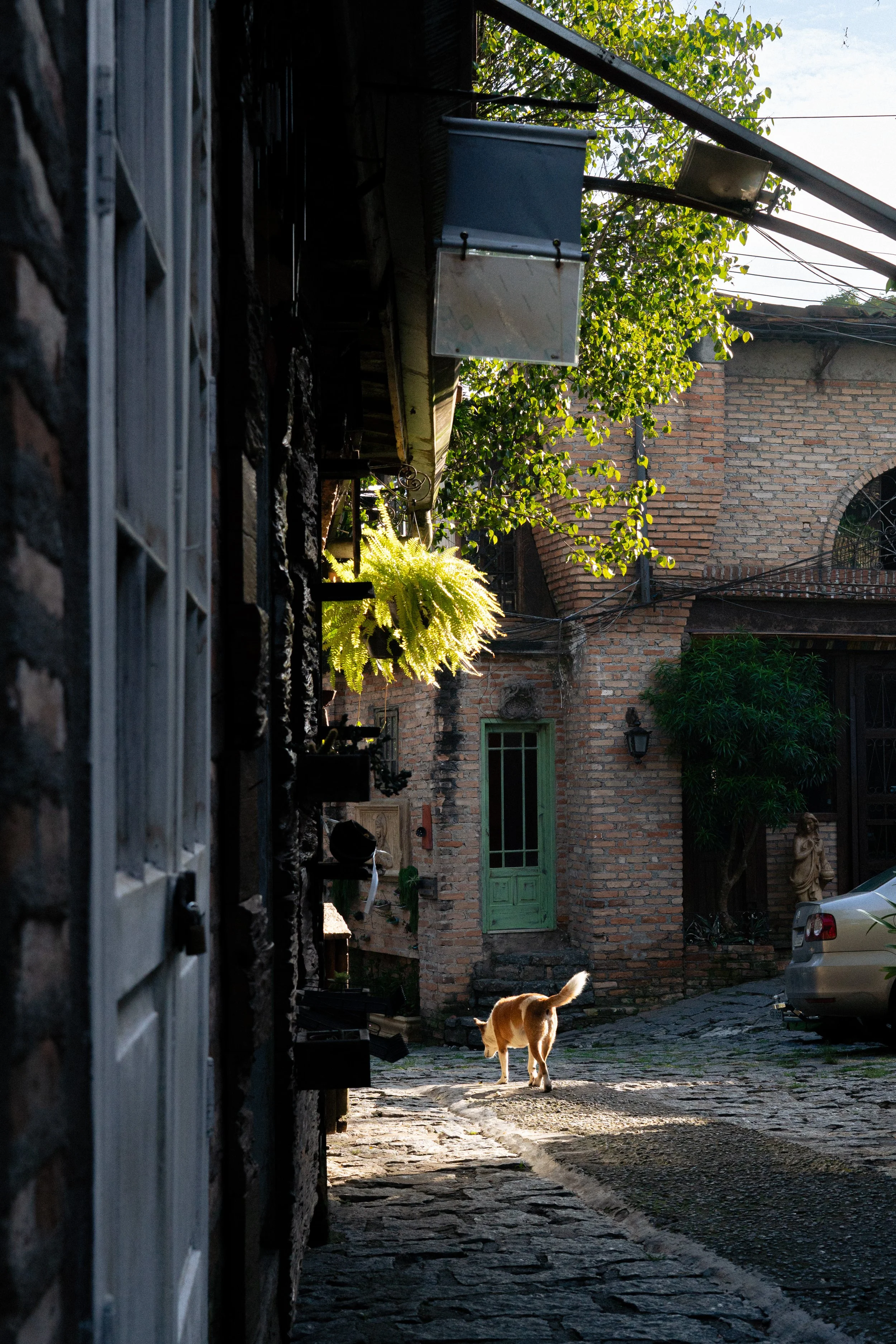 Gato cinza e branco andando por uma rua de paralelepípedos, cercada por casas de tijolos e árvores verdes, com luz do sol vindo de um lado.