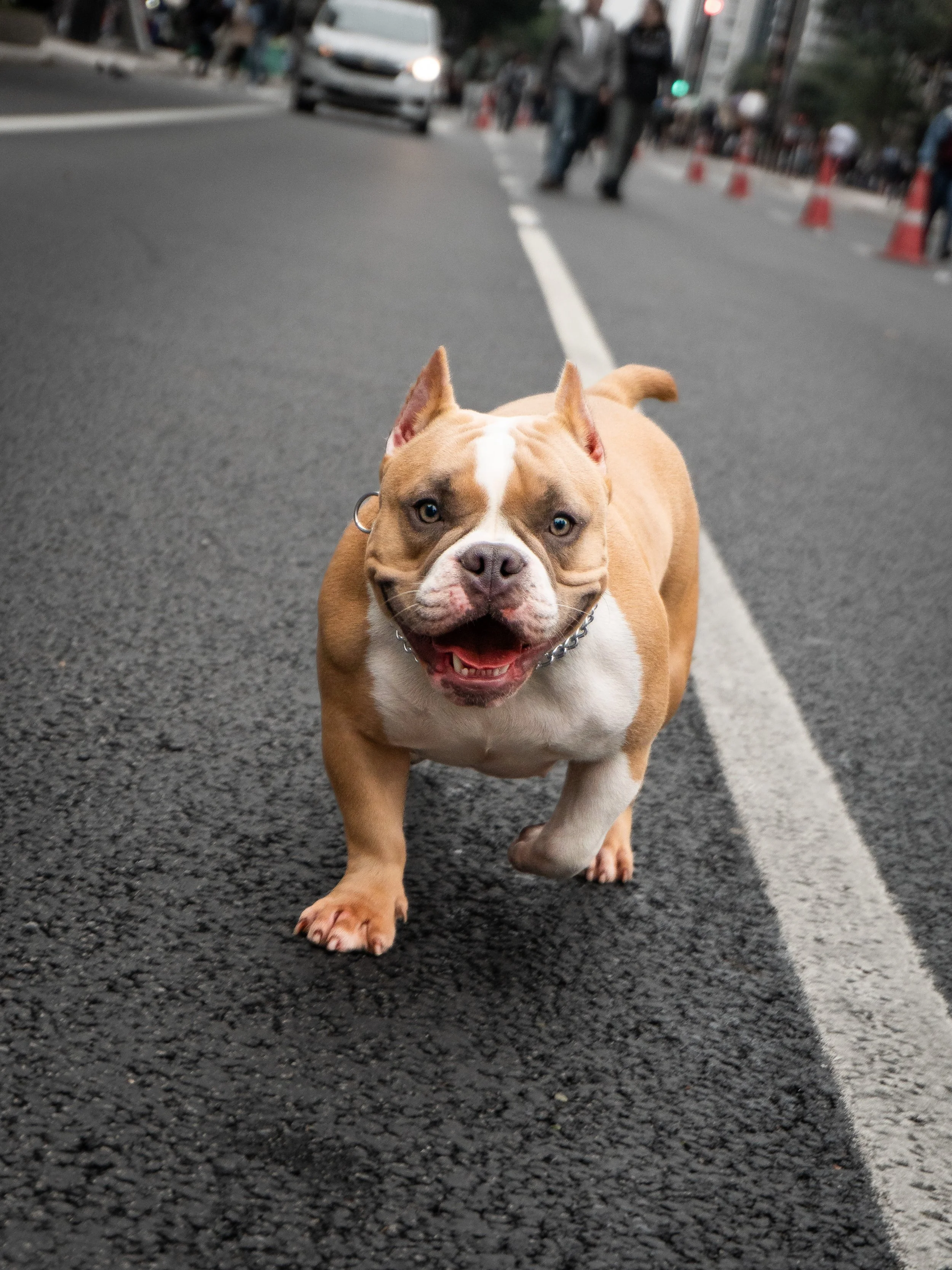 Cachorro da raça Pit Bull caminhando na rua, com uma expressão feliz.