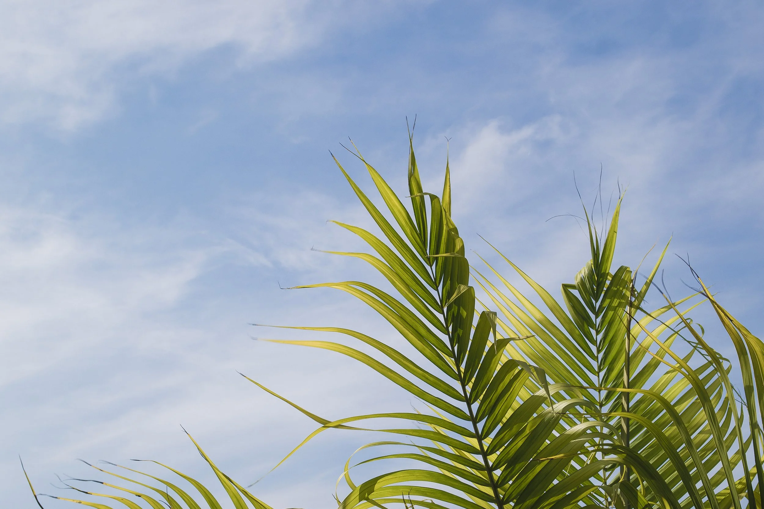 Folhas verdes de uma palmeira sob céu claro com nuvens leves
