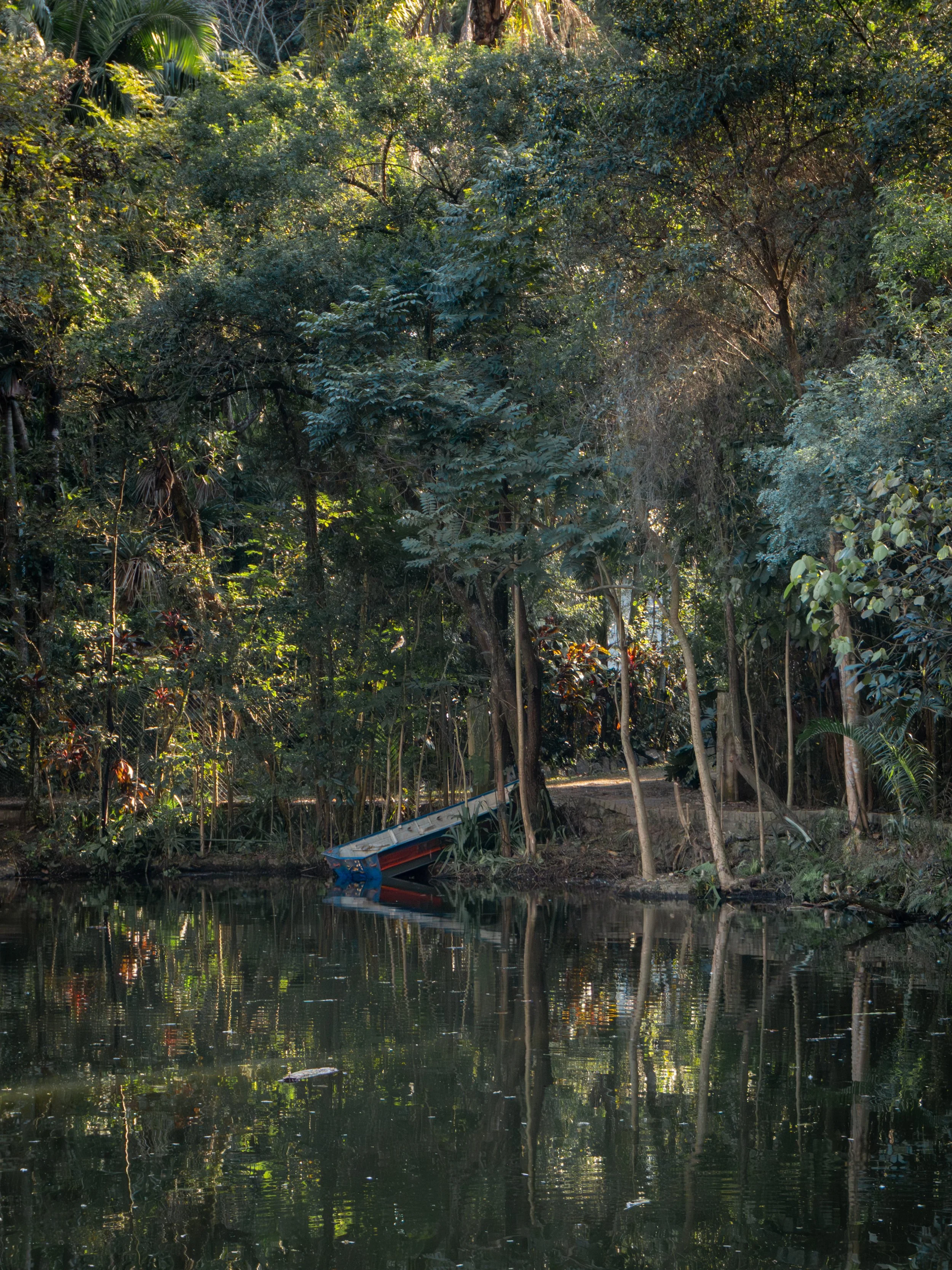 Barco parcialmente submerso em um rio cercado por uma densa vegetação de árvores na floresta.