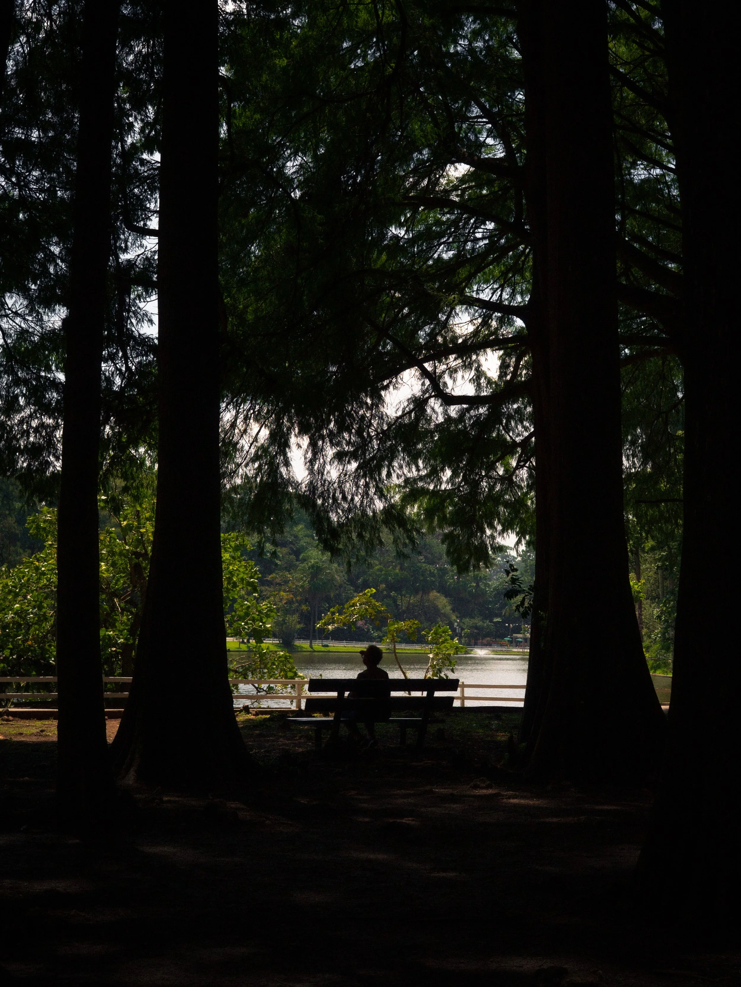 Pessoa sentada em um banco perto de um lago, vista entre árvores de um parque durante o dia, com árvores altas ao redor e luz natural.
