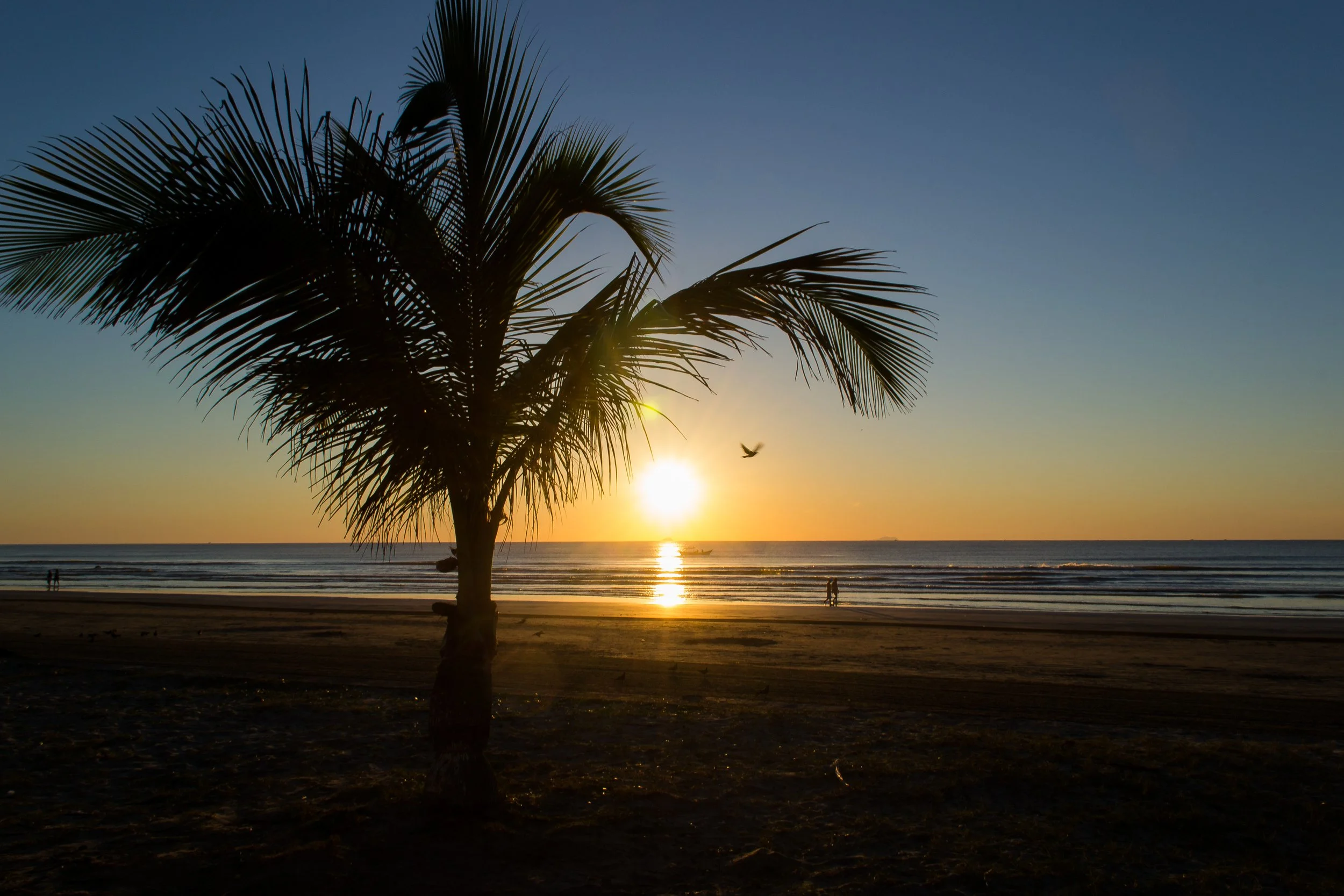 Pôr do sol na praia com coqueiro ao foreground, mar calmo e céu com cores quentes, algumas pessoas ao longe, e pássaro no ar.