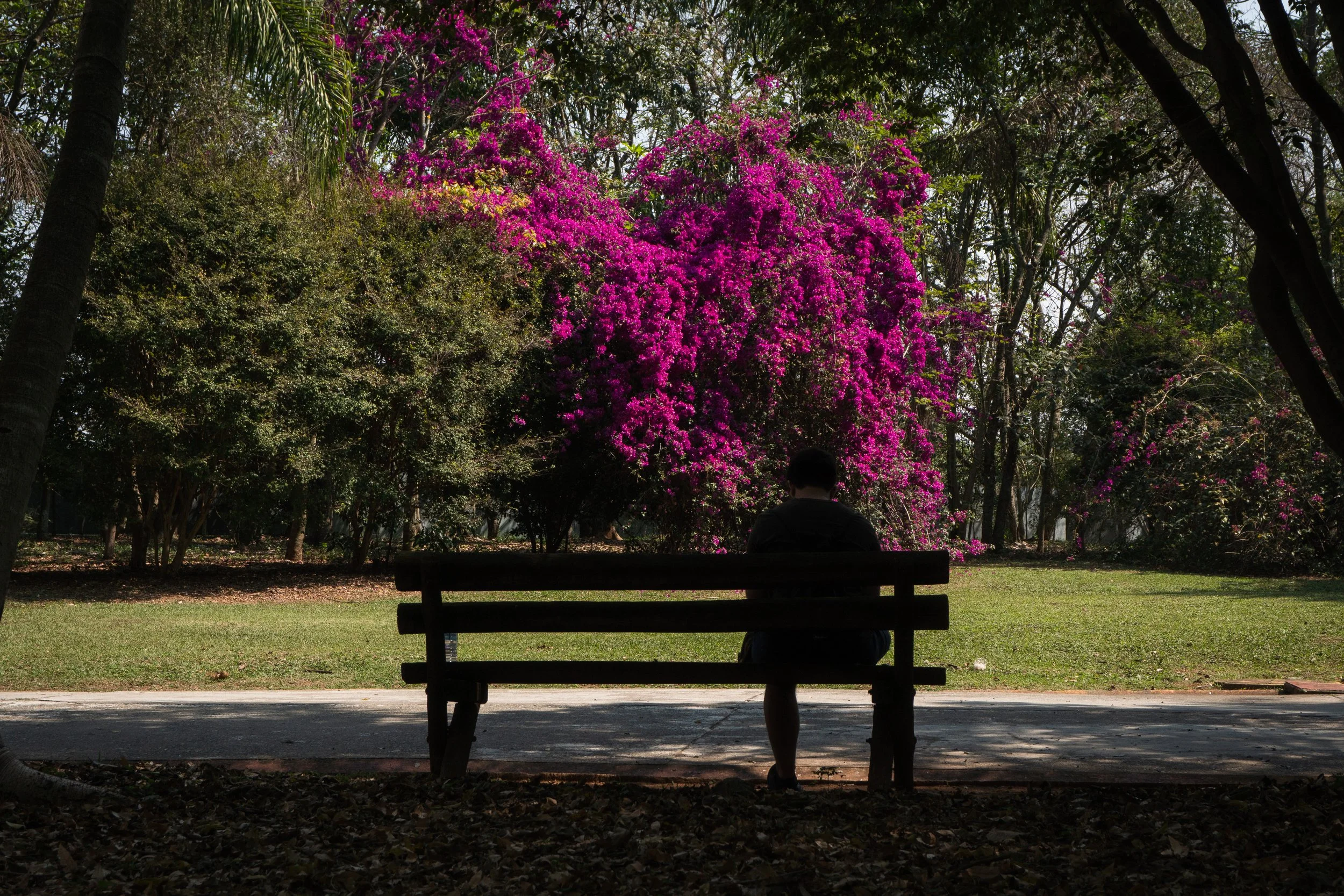 Pessoa sentada em um banco de parque, observando uma árvore de flores rosa vibrante, com árvores verdes ao fundo, durante o dia.