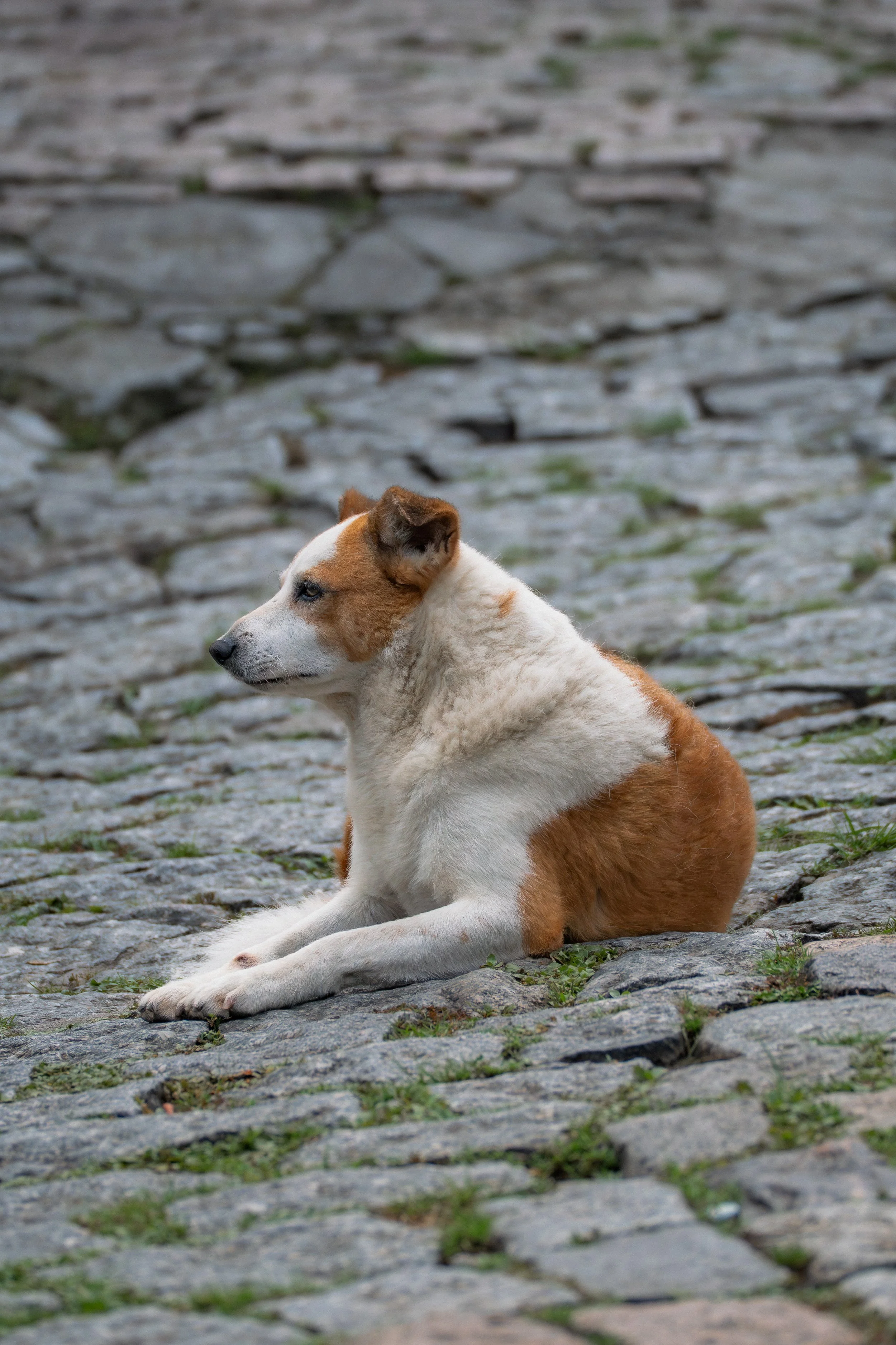 Cachorro deitado em uma rua de pedras, observando ao longe, com pelo branco e marrom, e fundo de pedras irregulares.